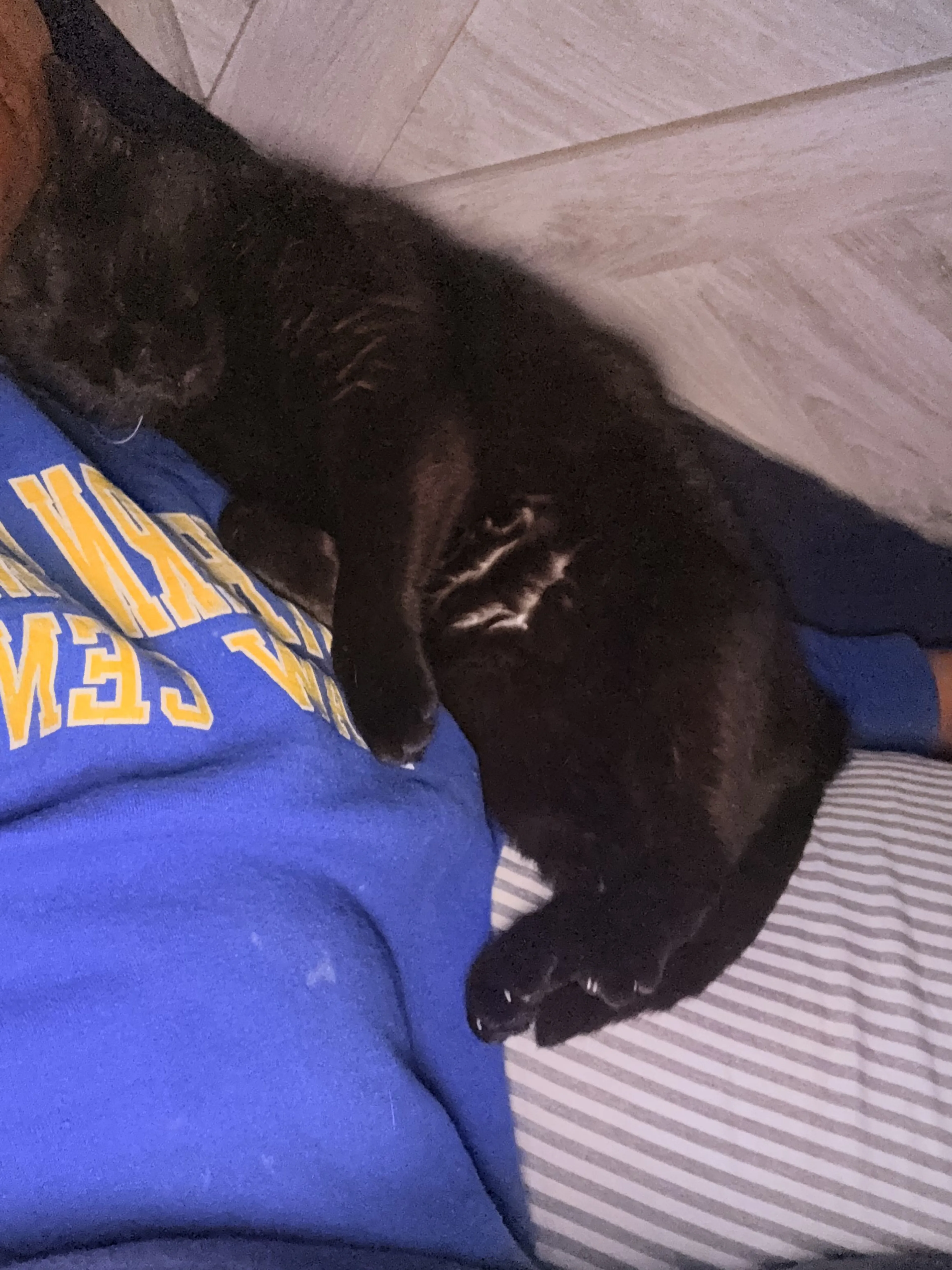 Lost pet-3