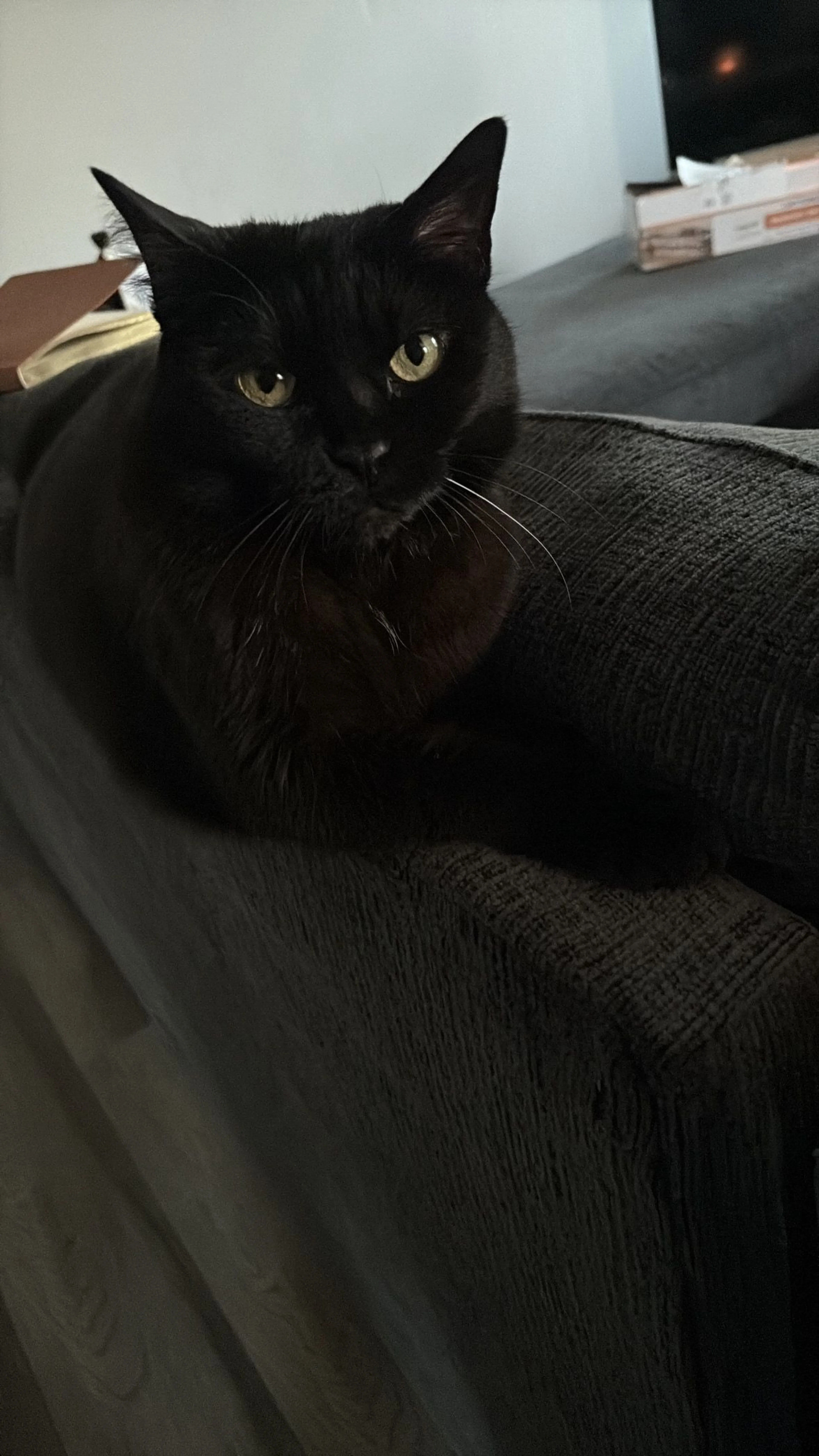 Lost pet-2