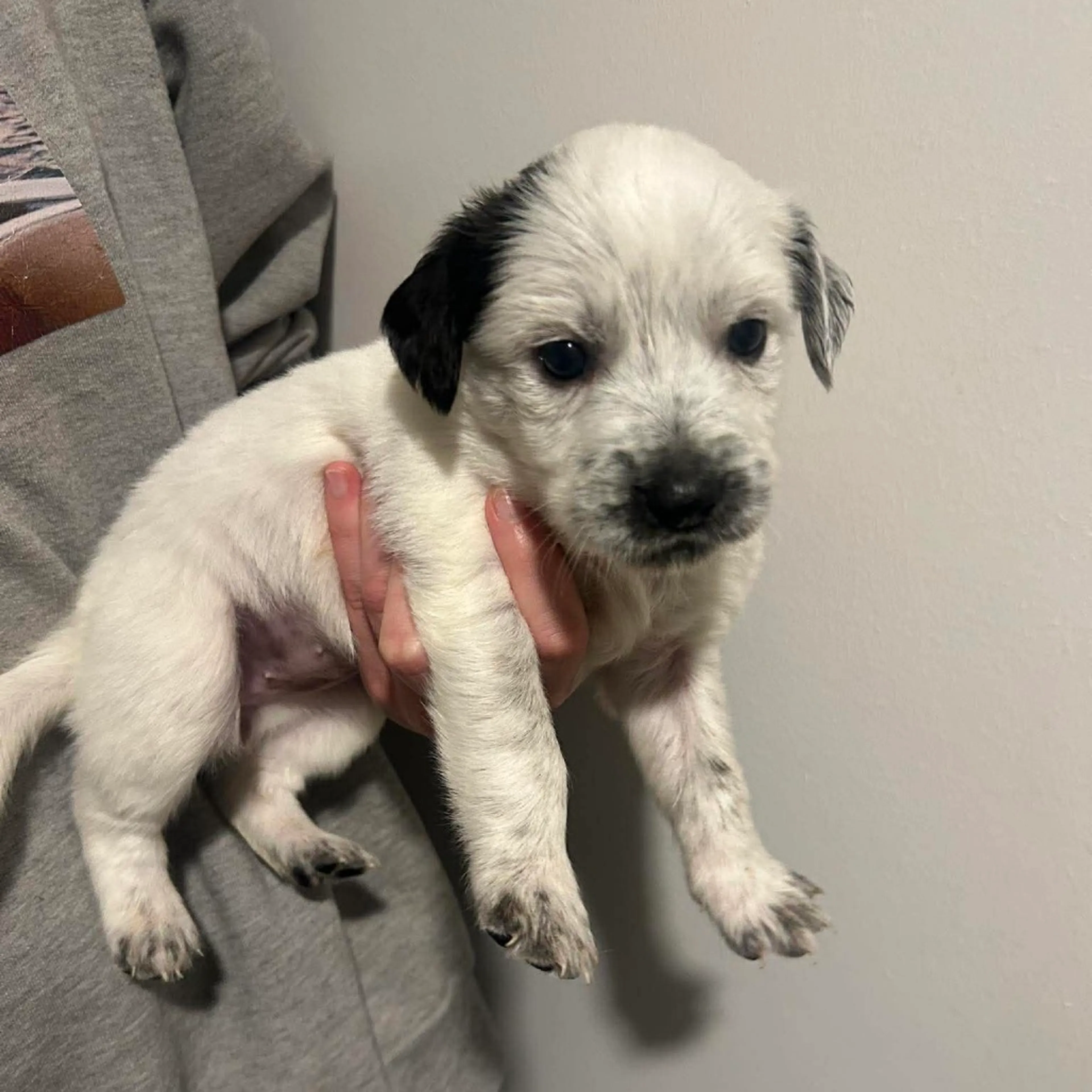 Found pet-1