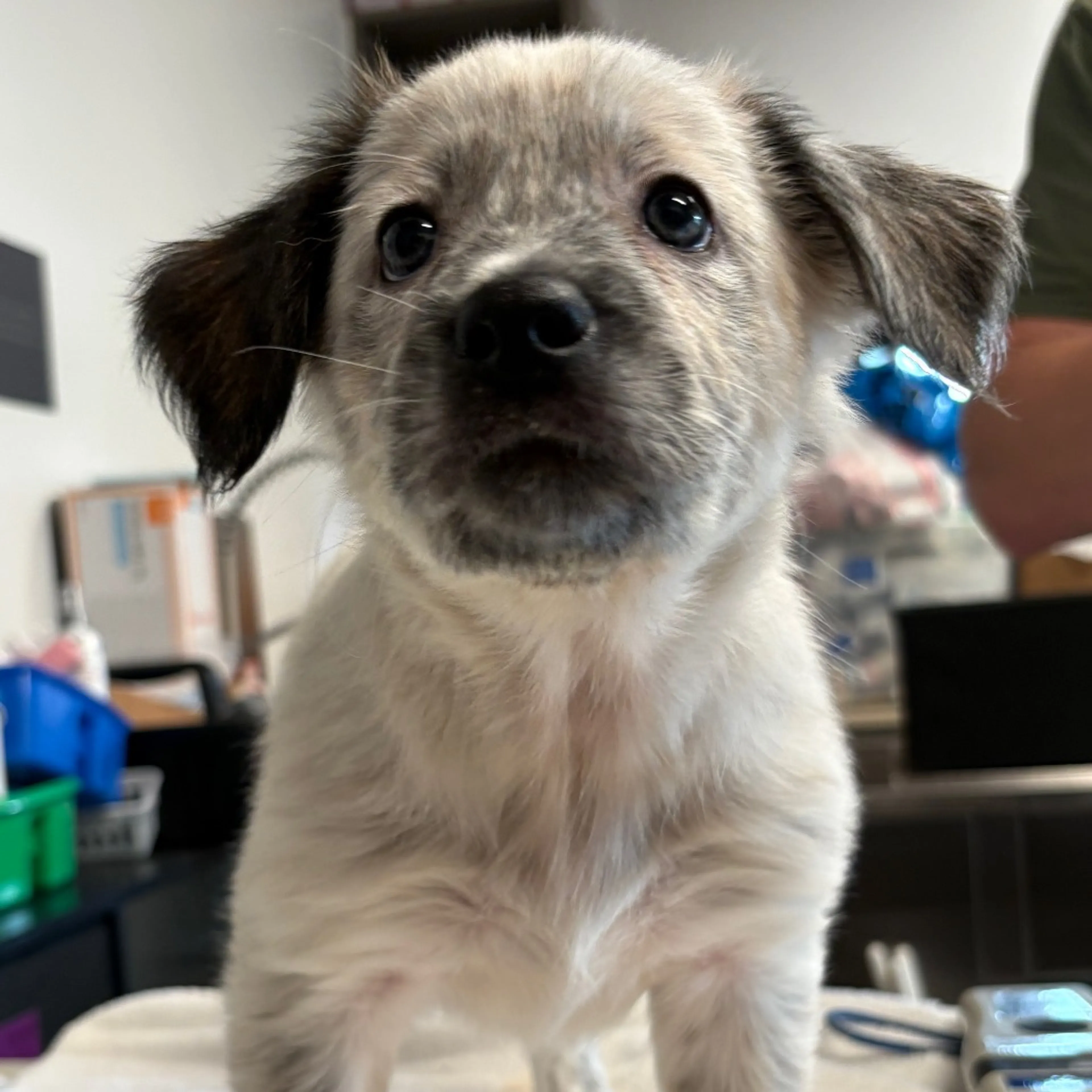 Found pet-2