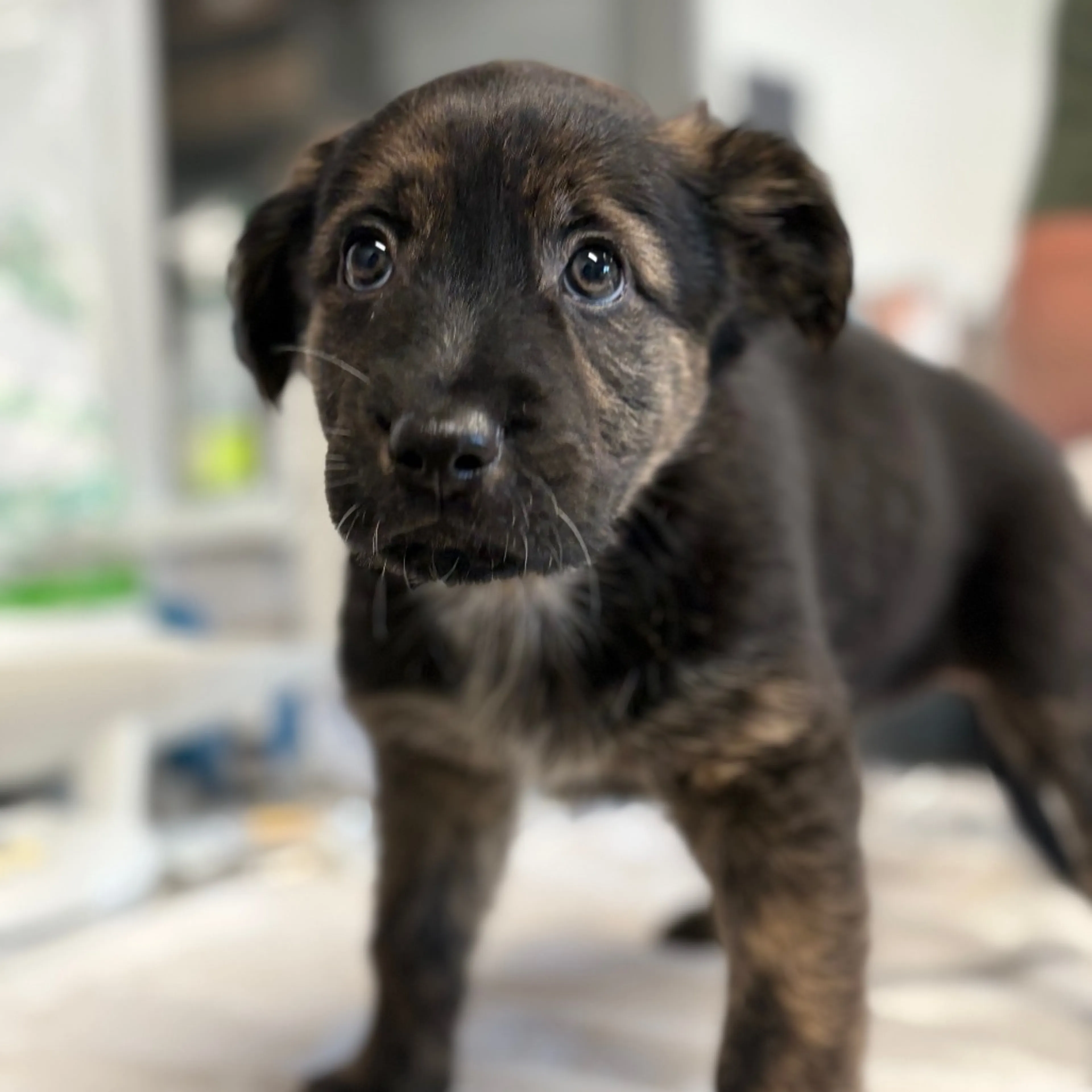 Found pet-3