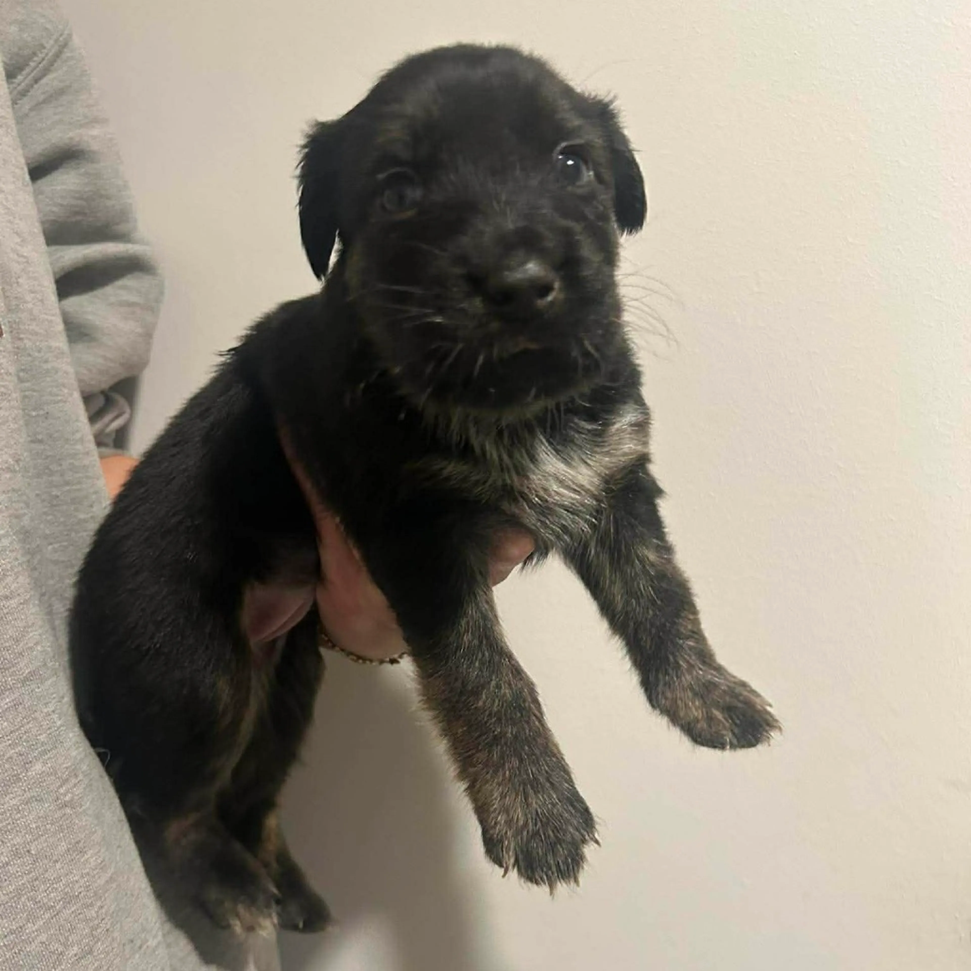 Found pet-1