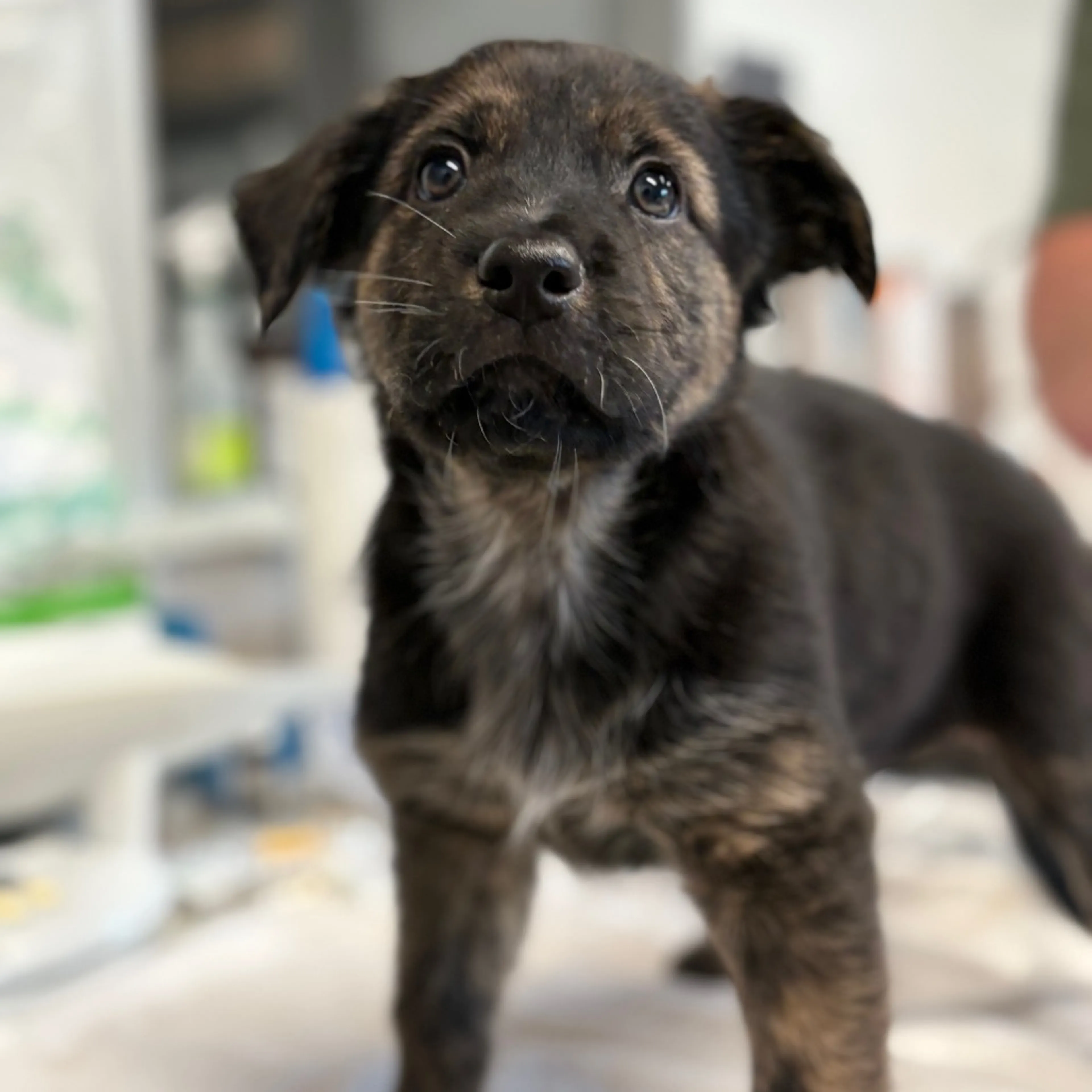 Found pet-2