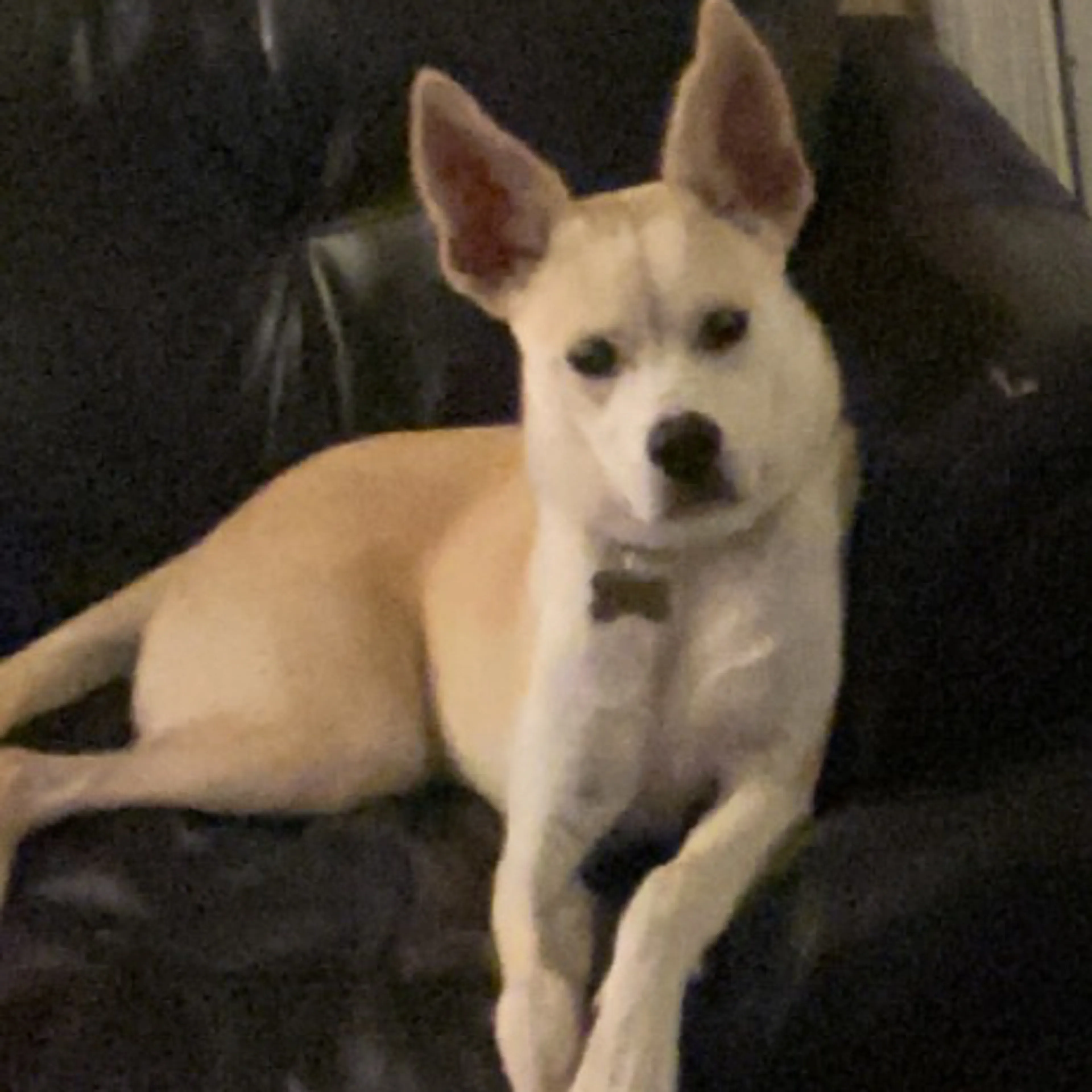 Lost pet-1