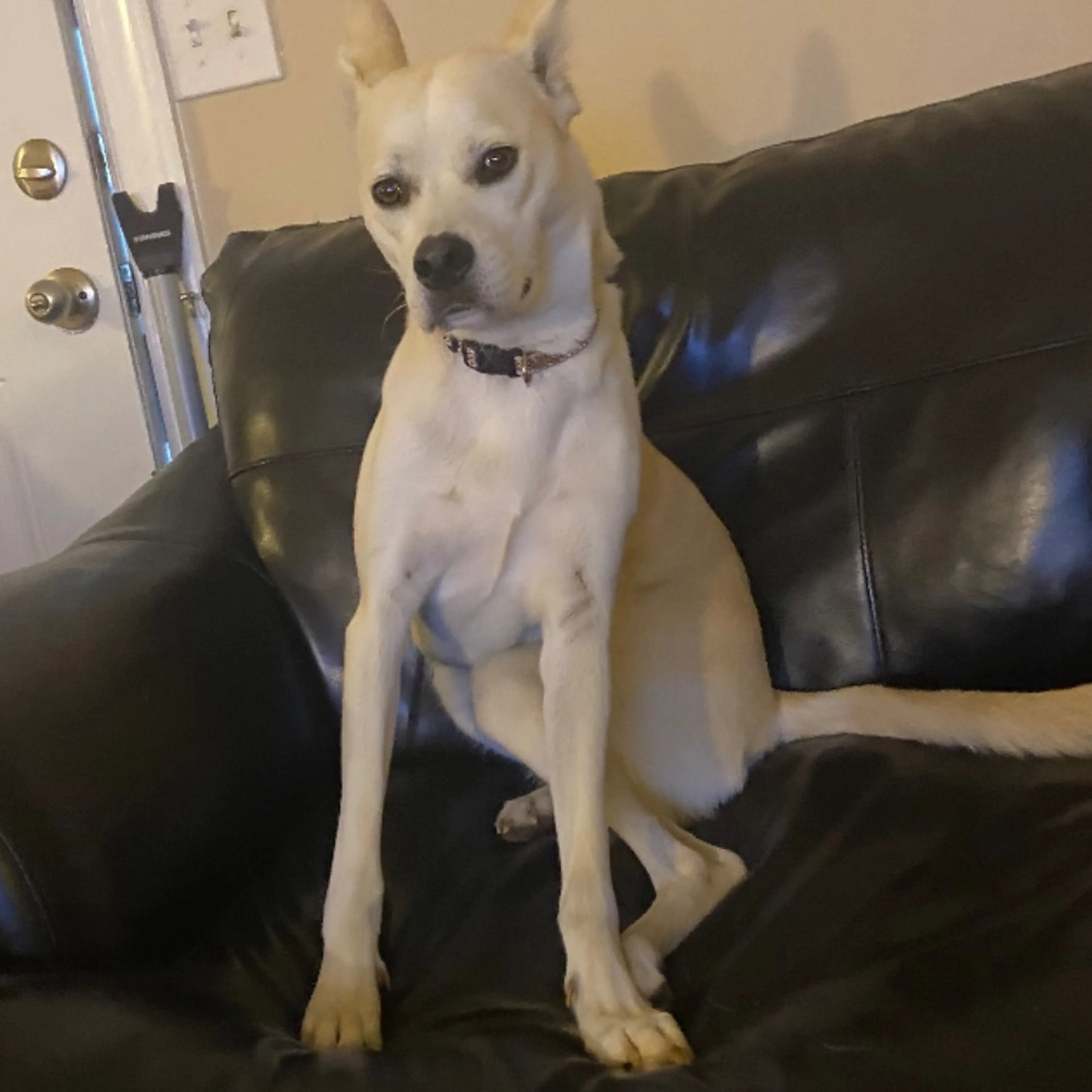Lost pet-0
