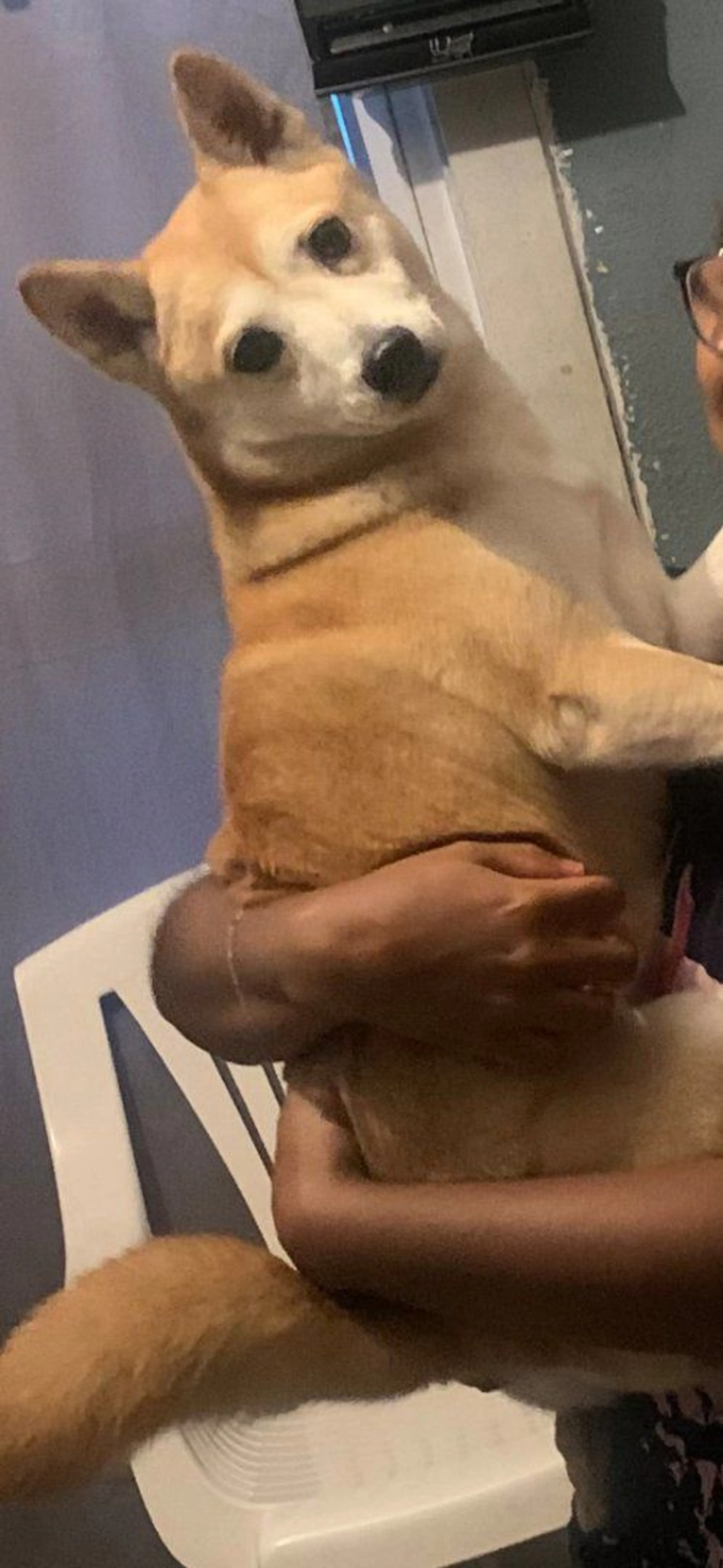 Lost pet-0
