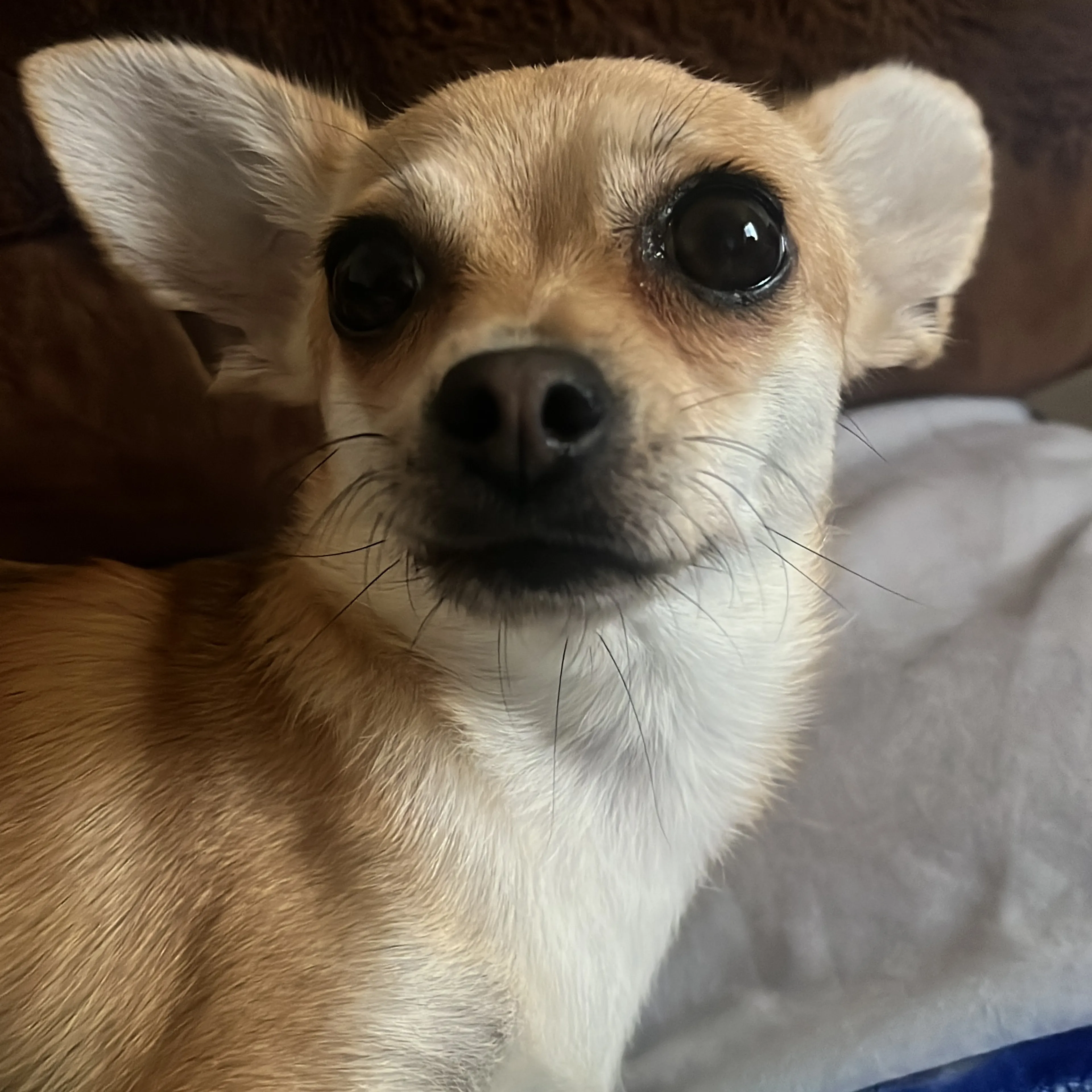 Lost pet-2