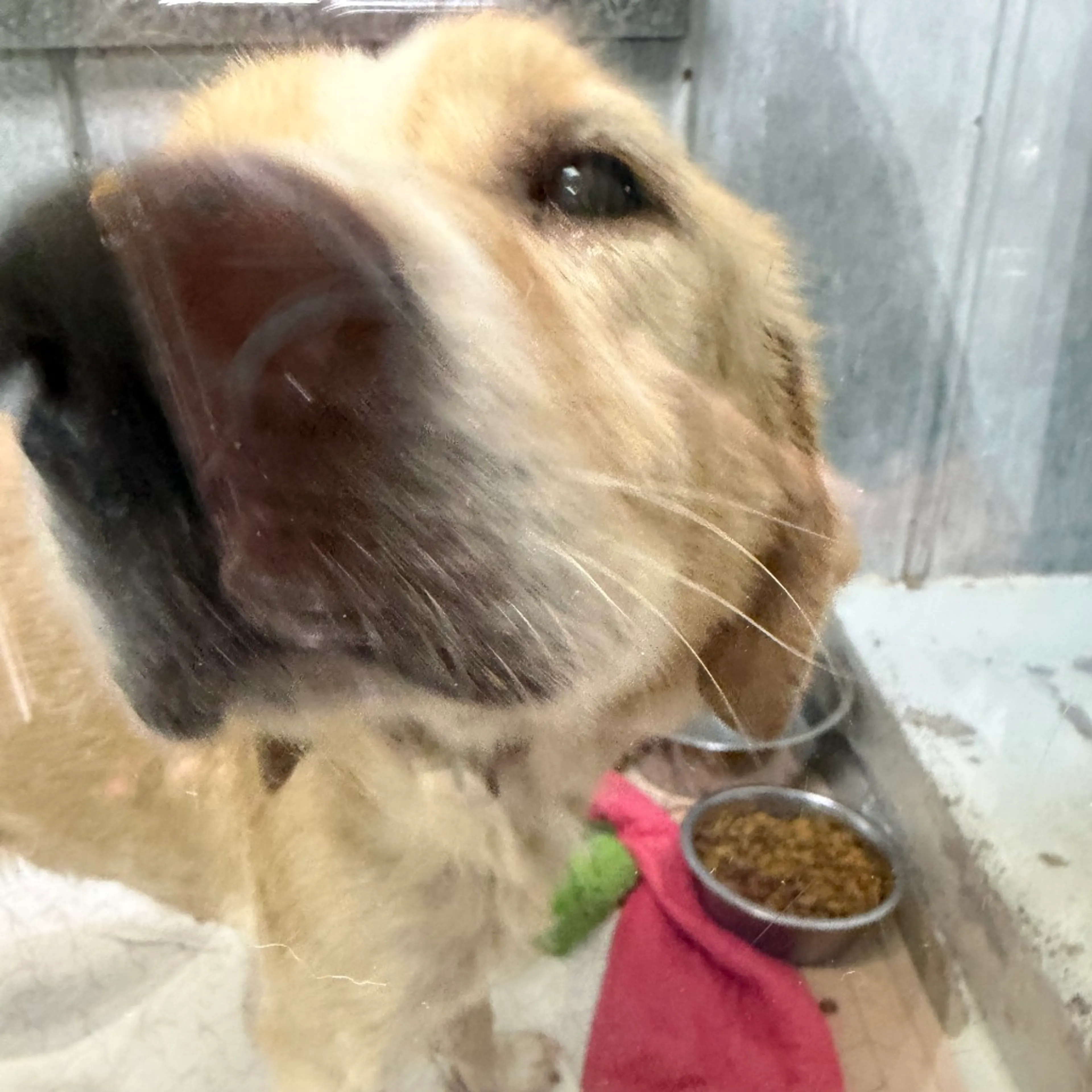 Found pet-1