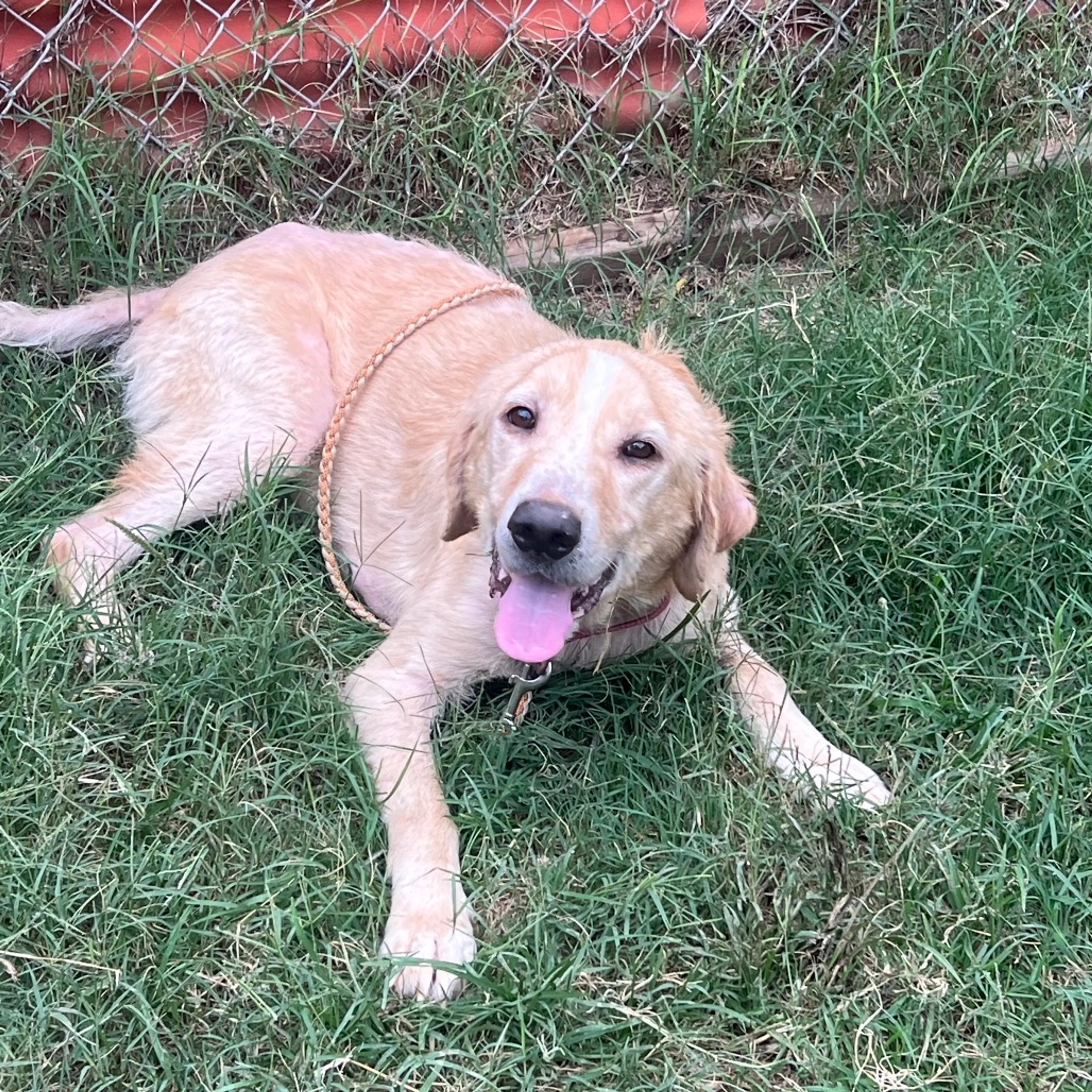 Found pet-3
