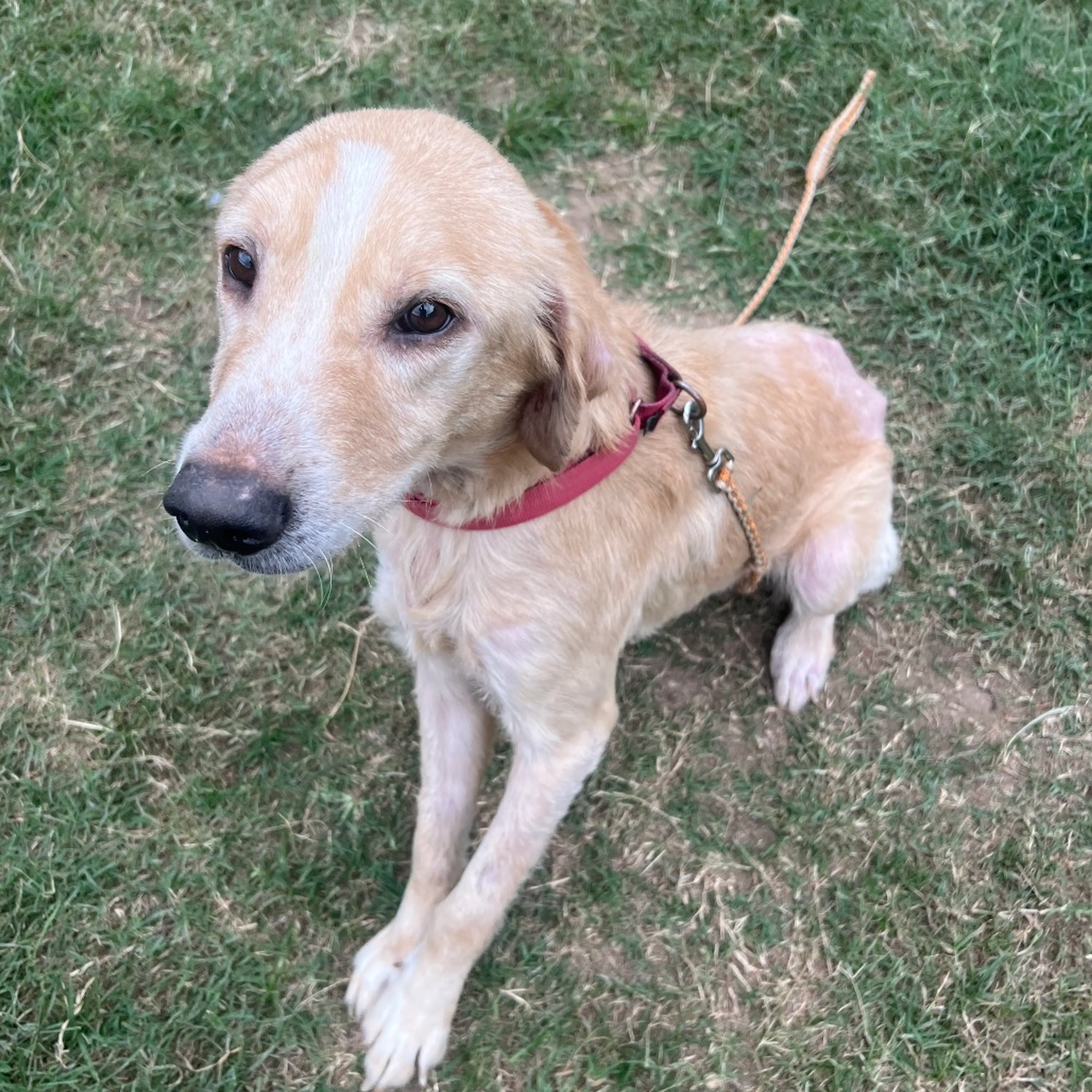 Found pet-6