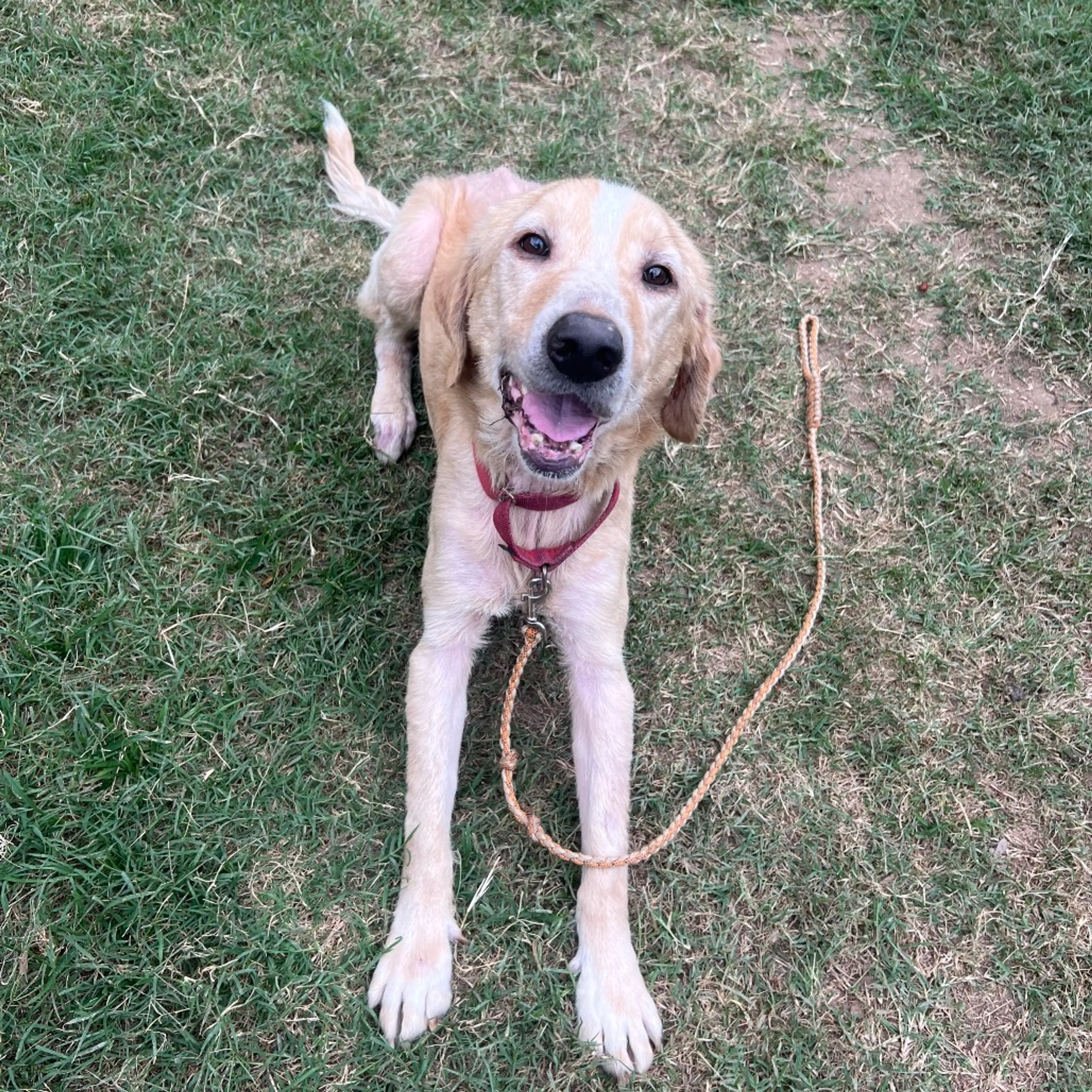 Found pet-5