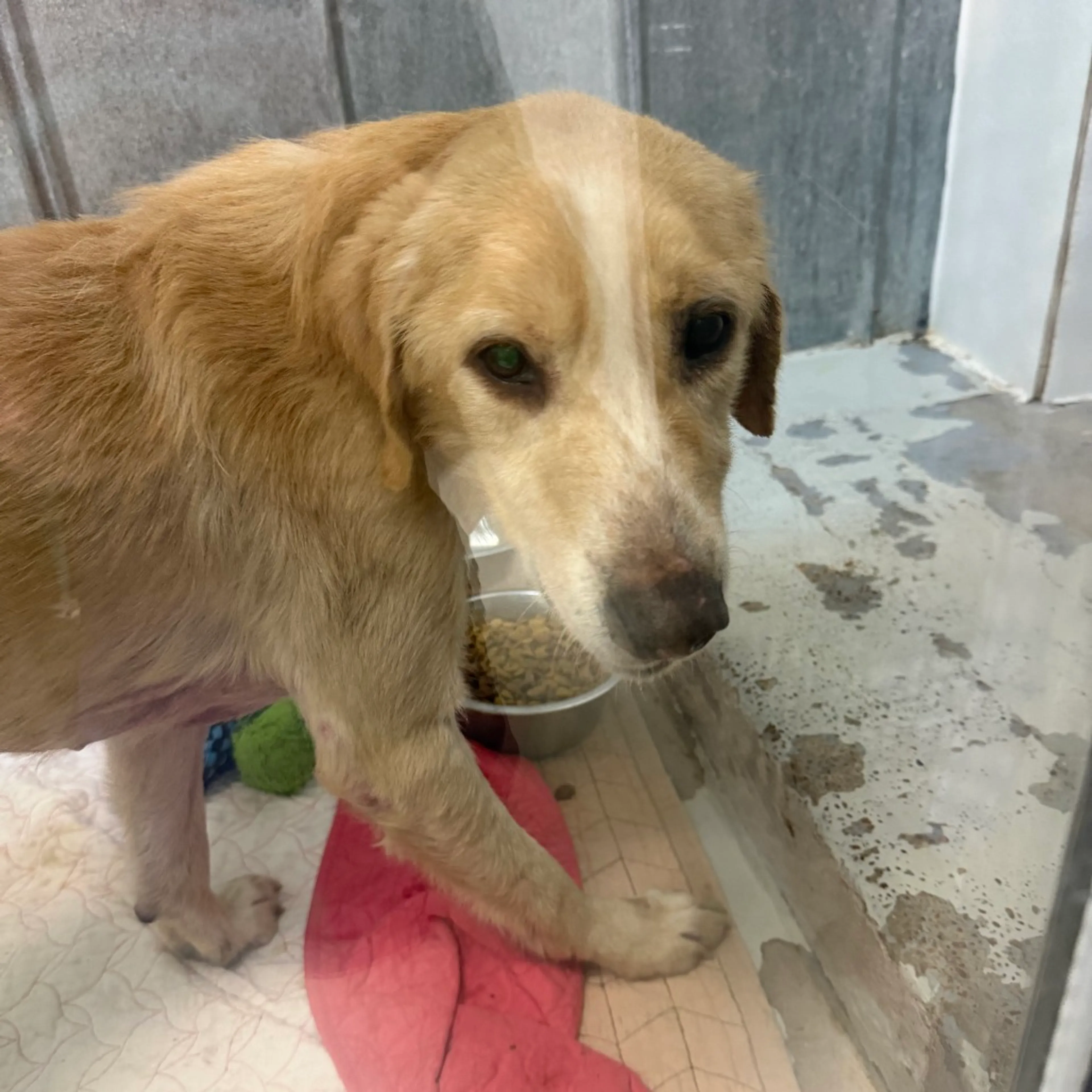 Found pet-2