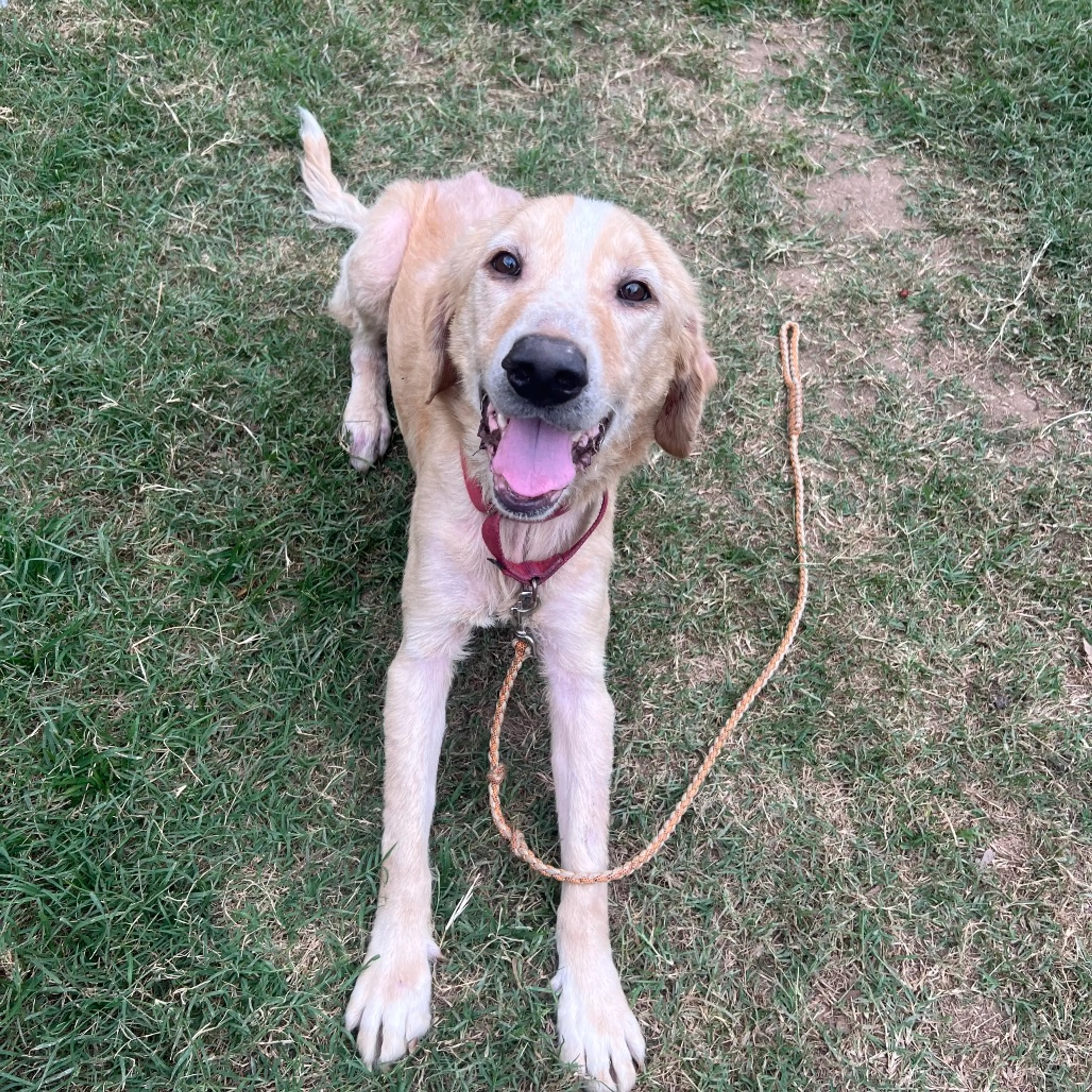 Found pet-4