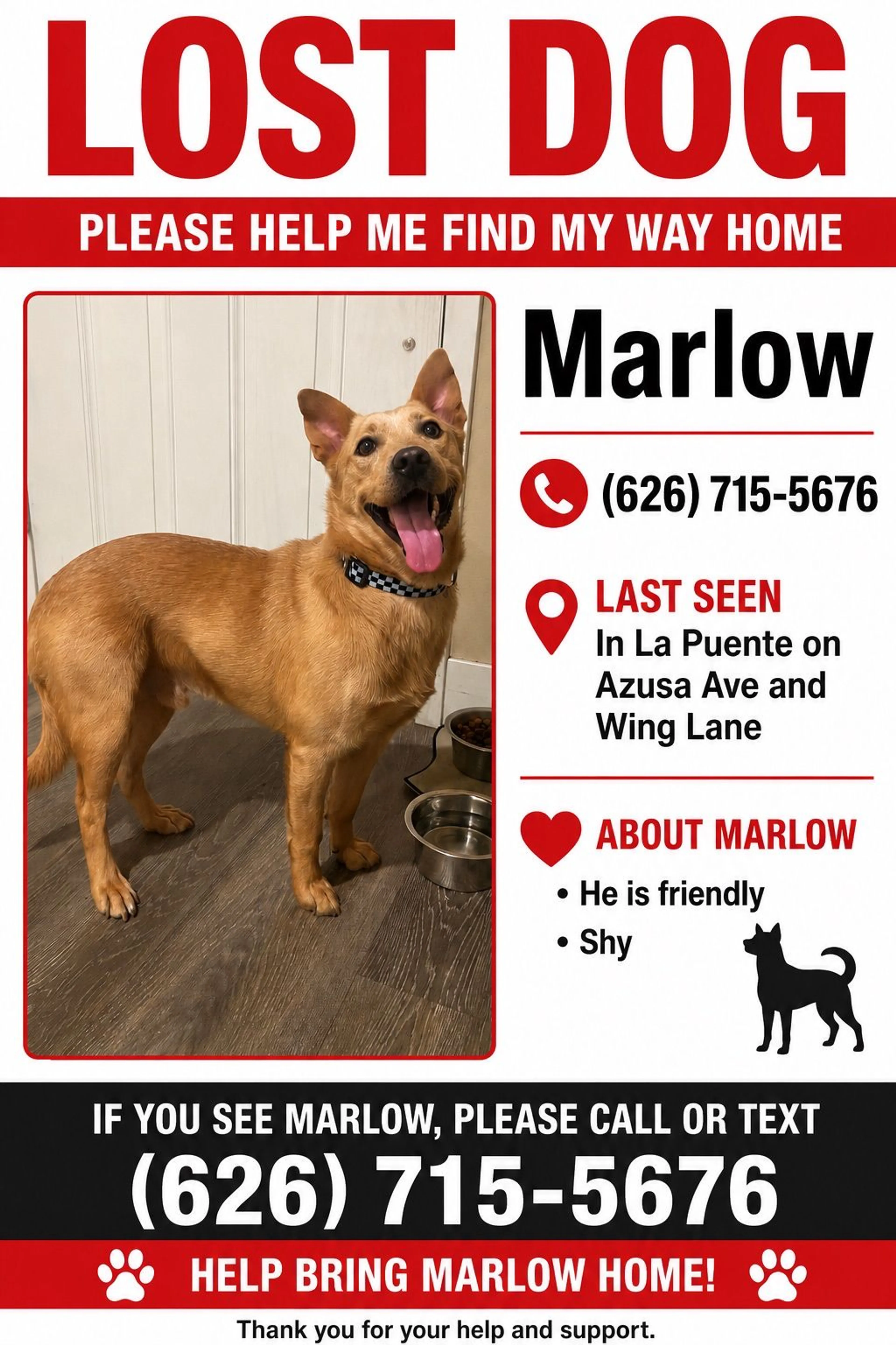 Lost pet