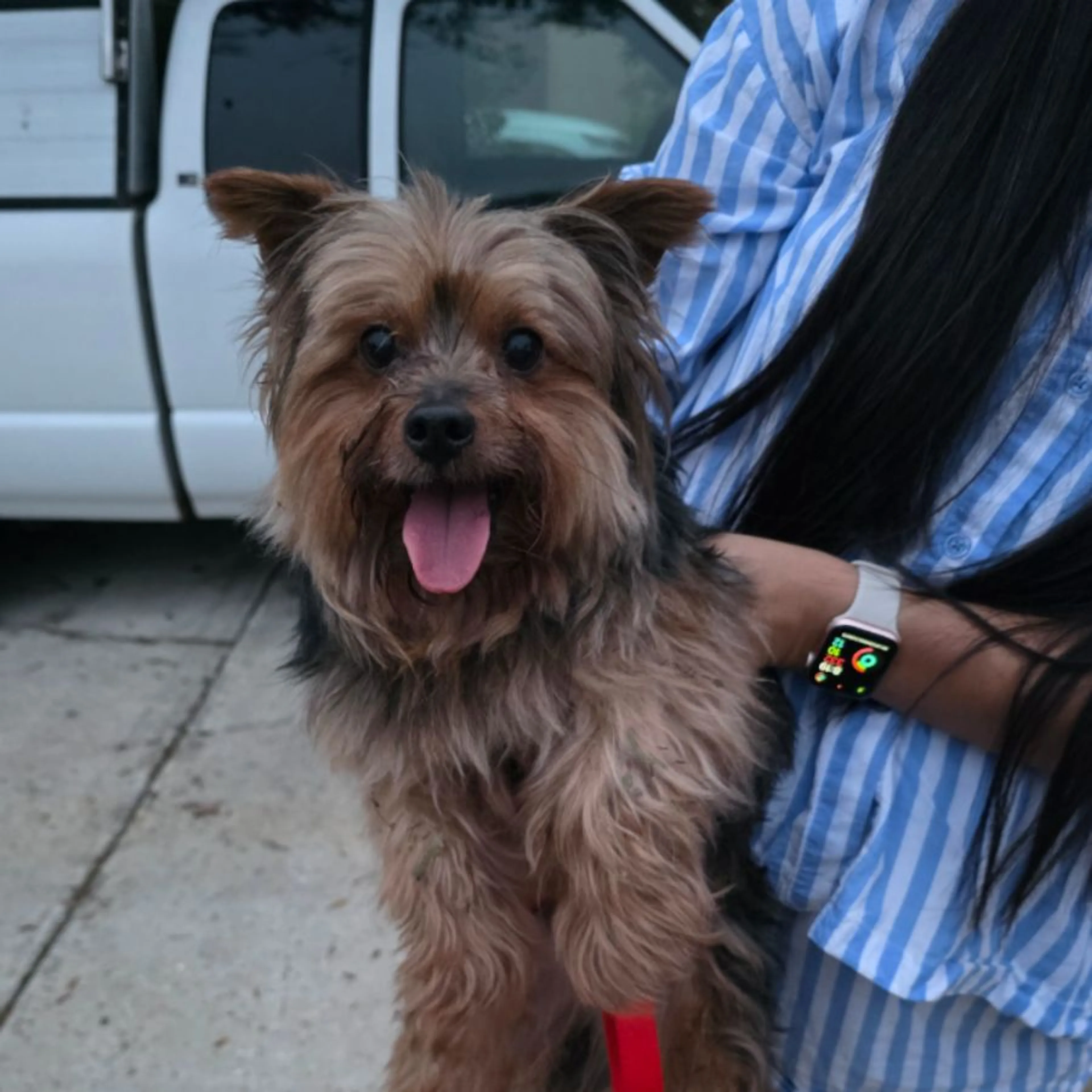 Found pet