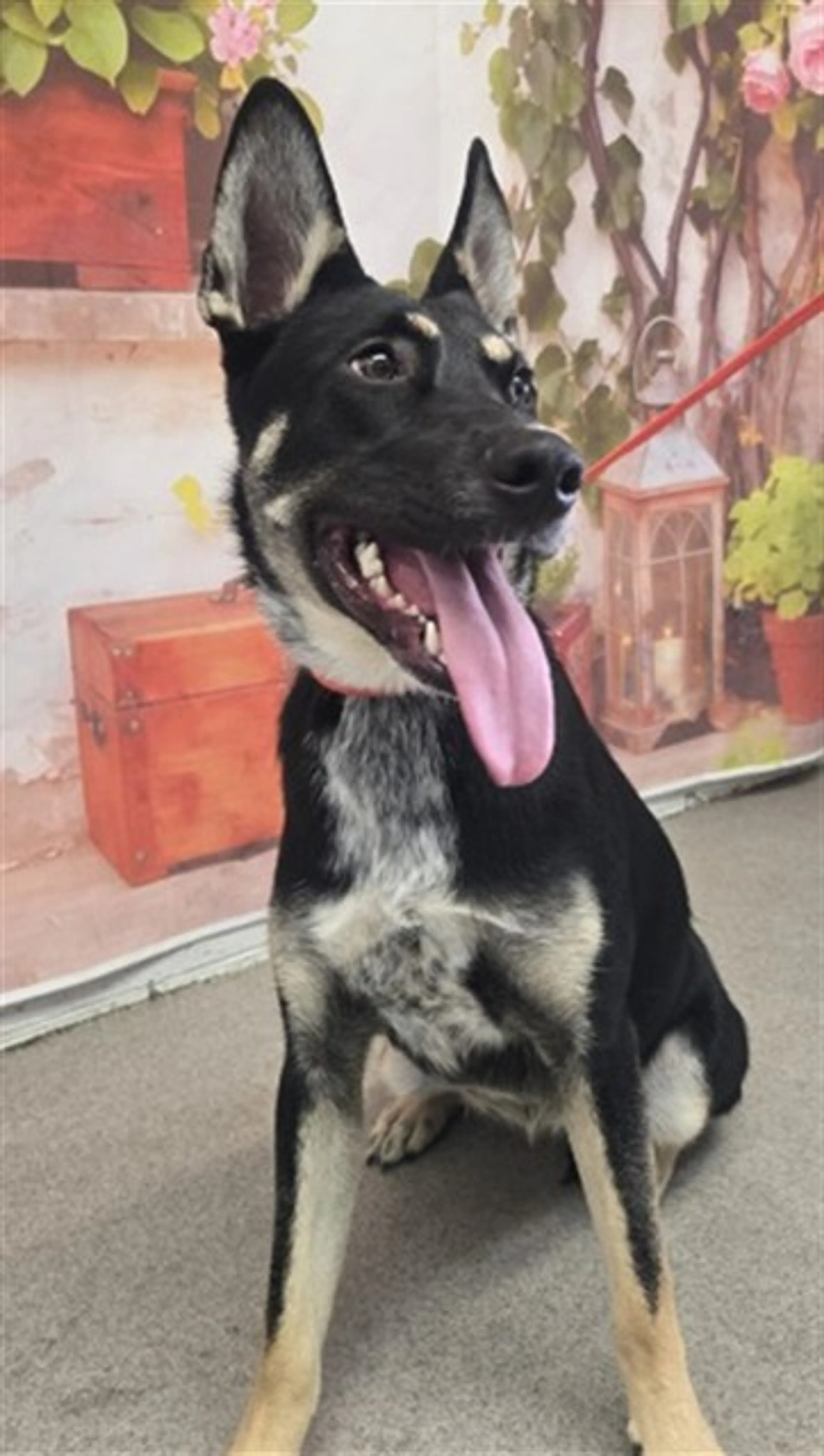 Found pet