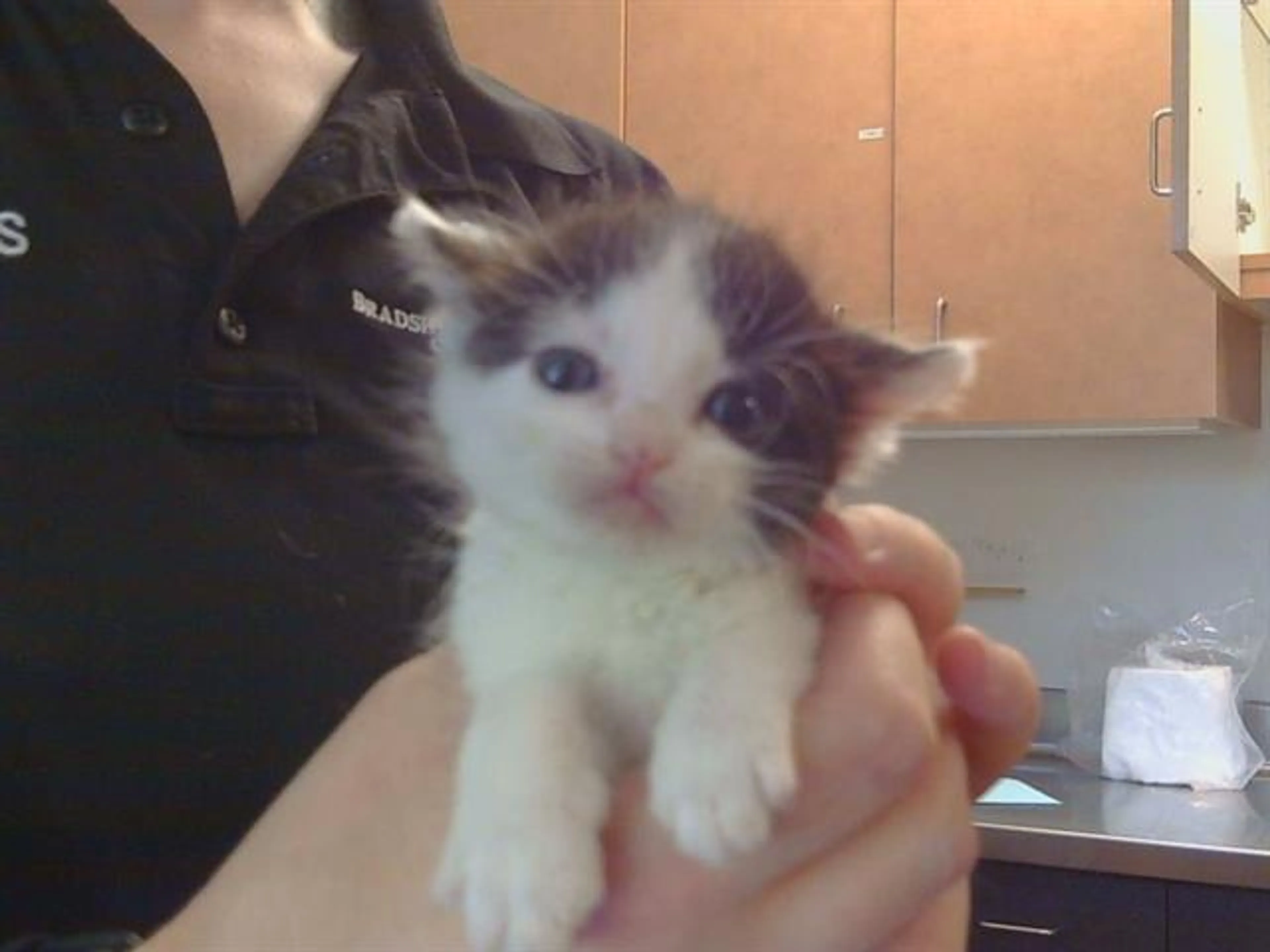 Found pet