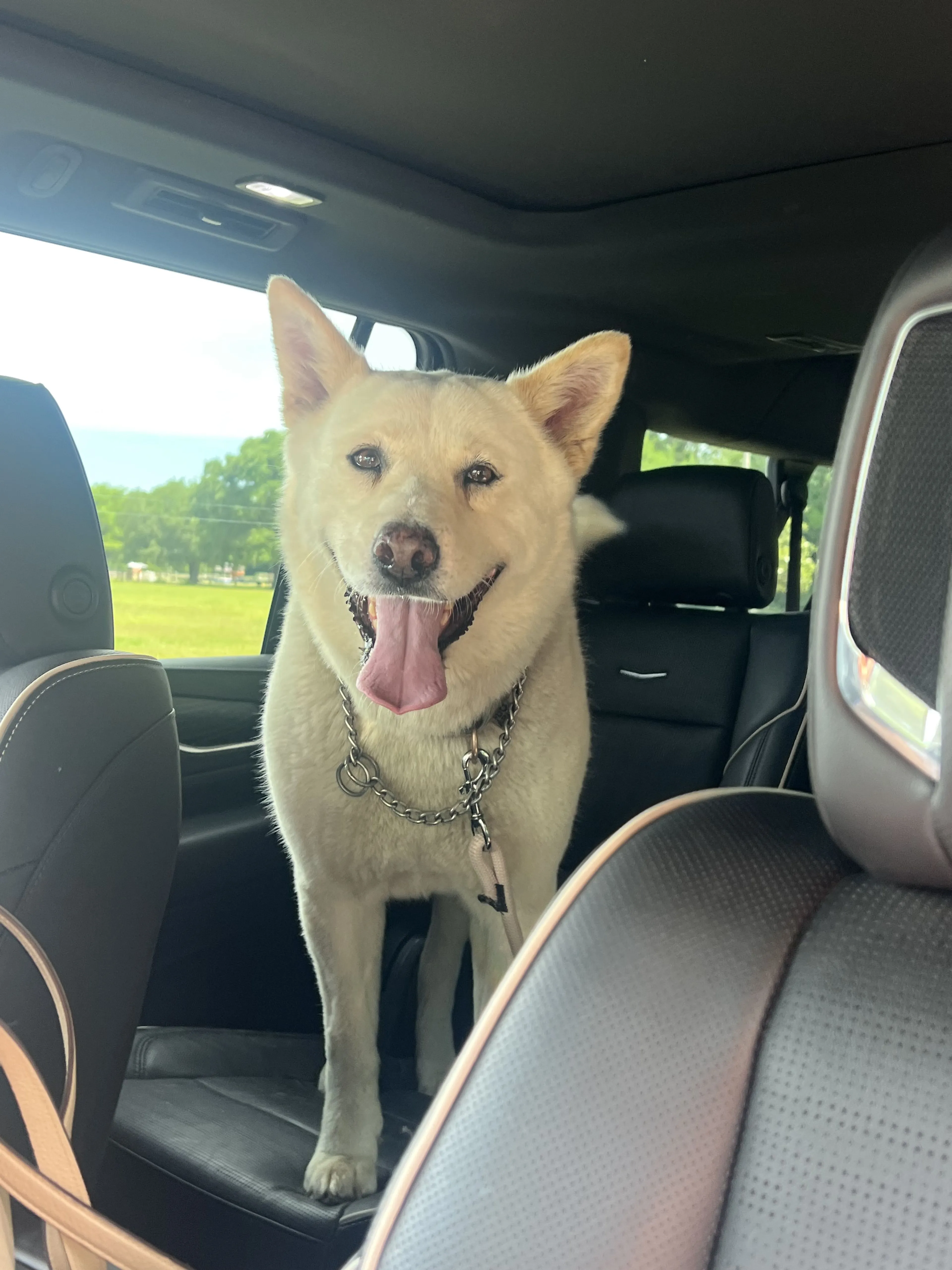 Lost pet
