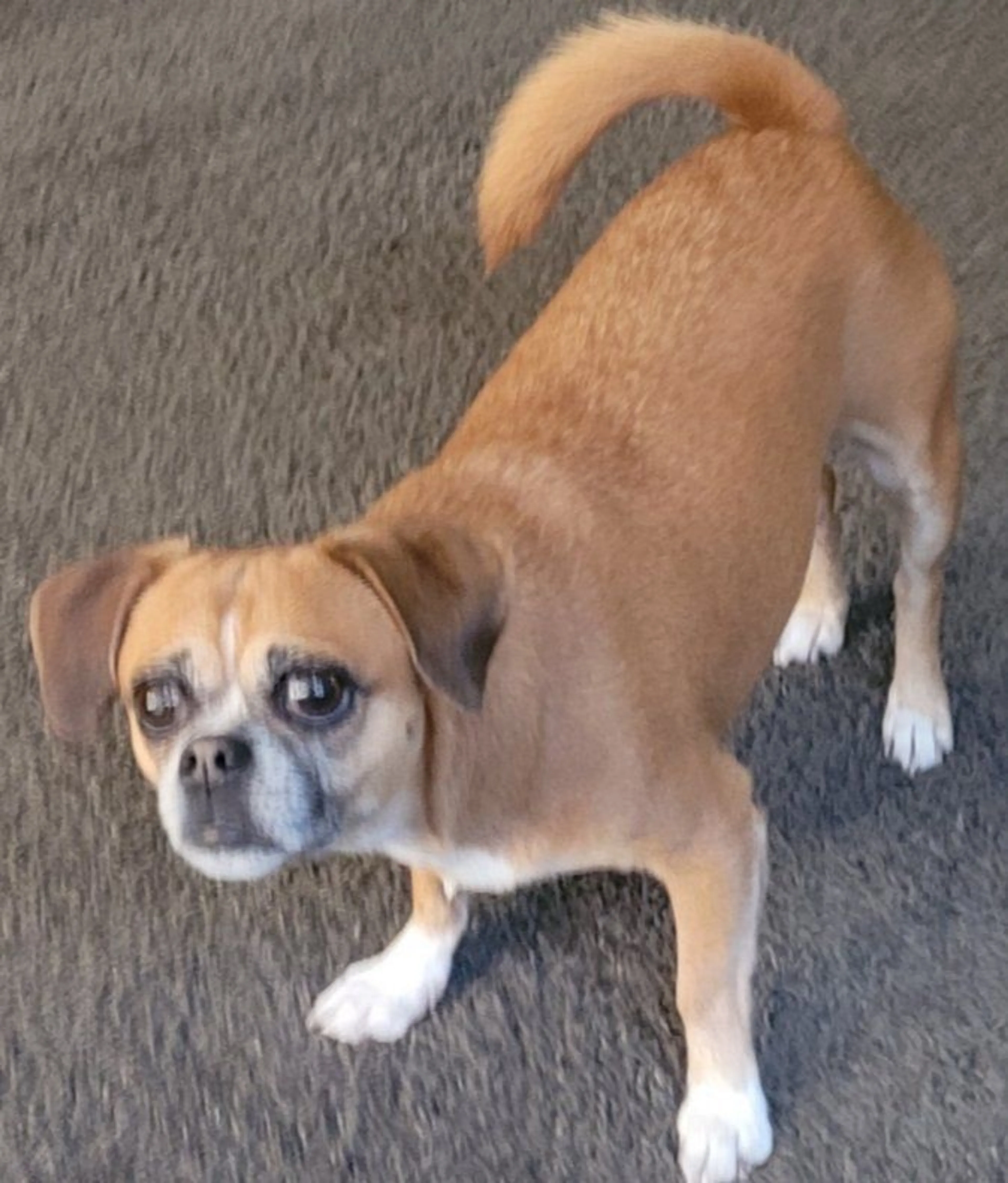 Lost pet
