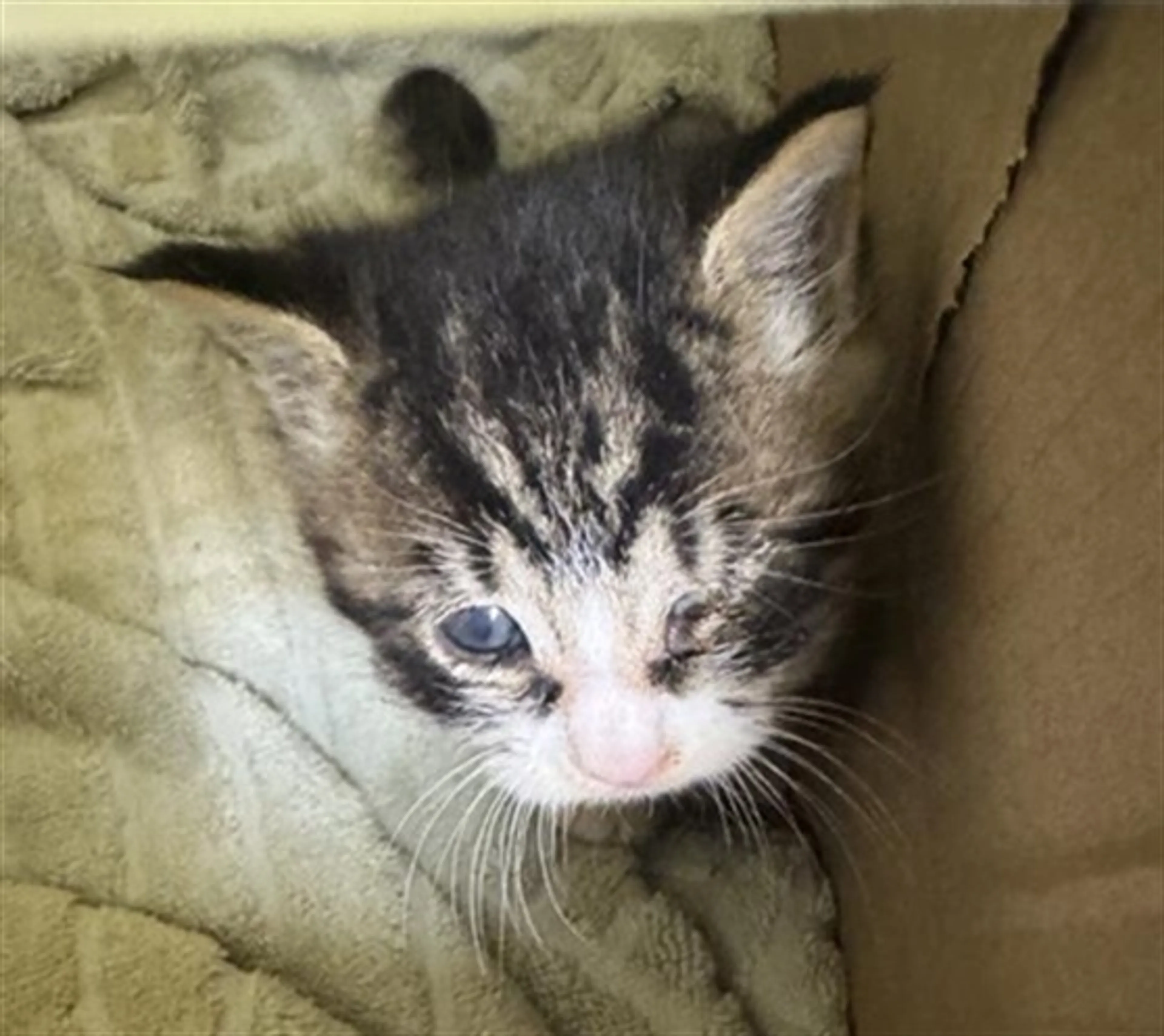 Found pet