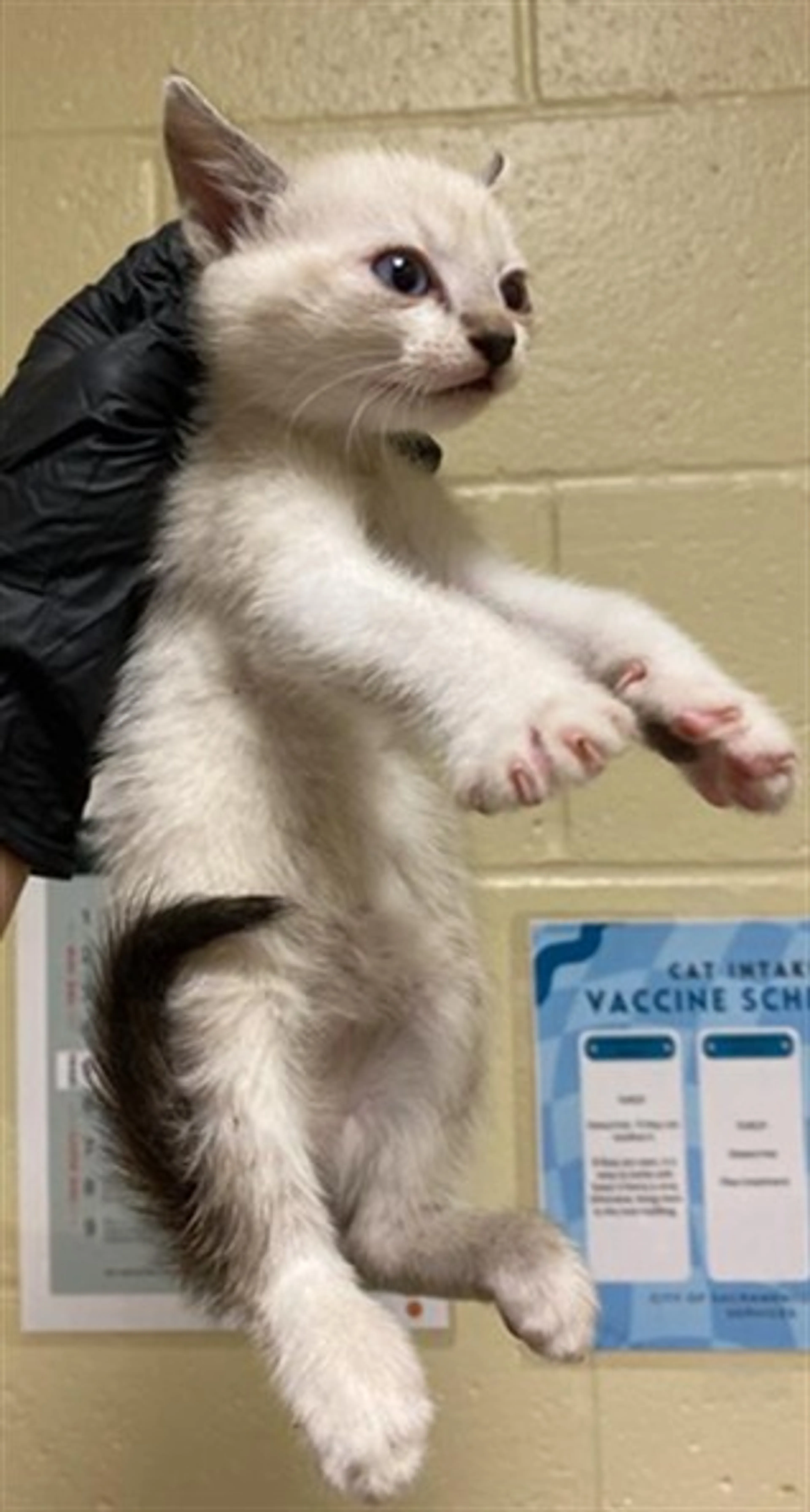 Found pet