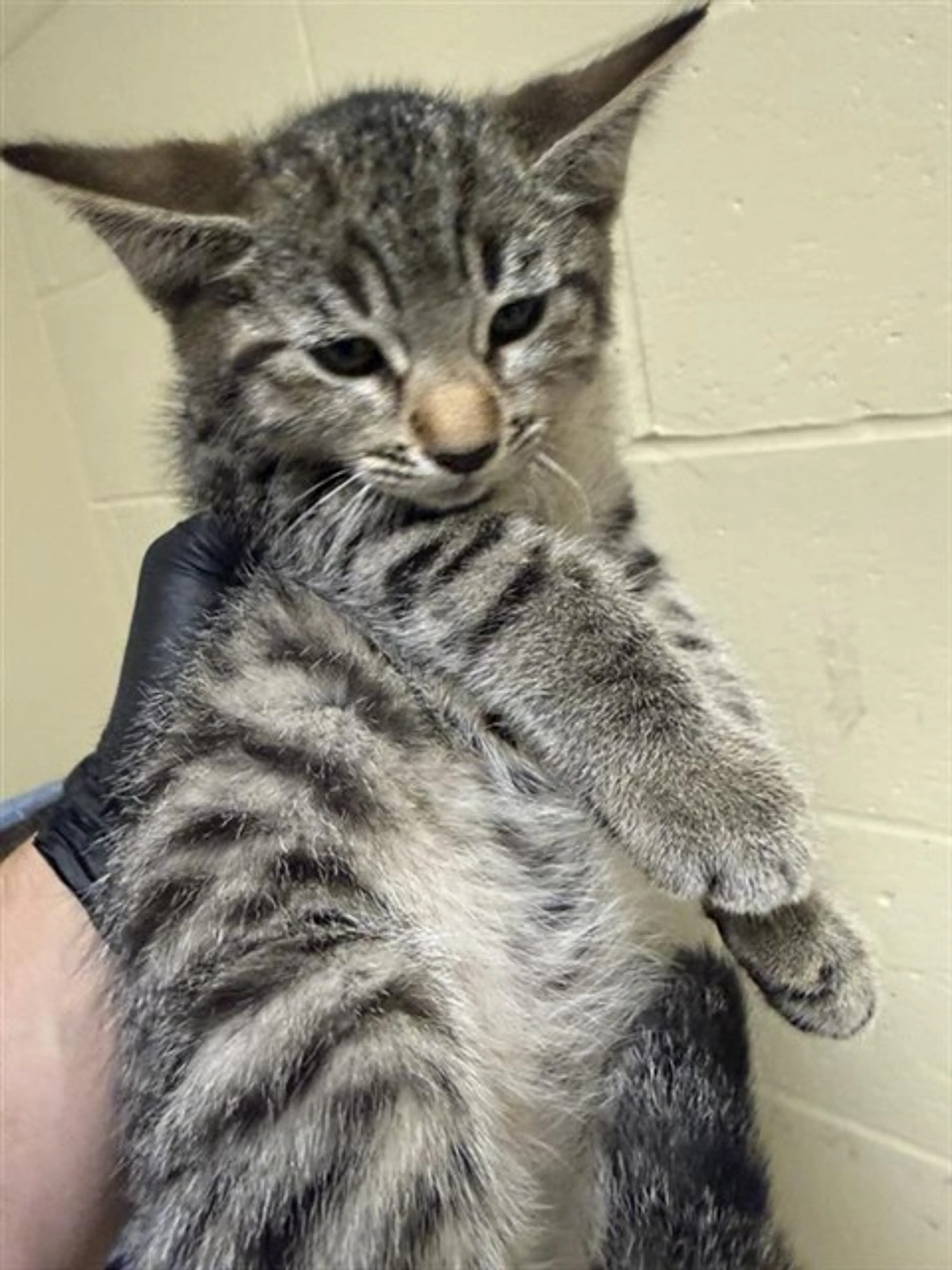 Found pet