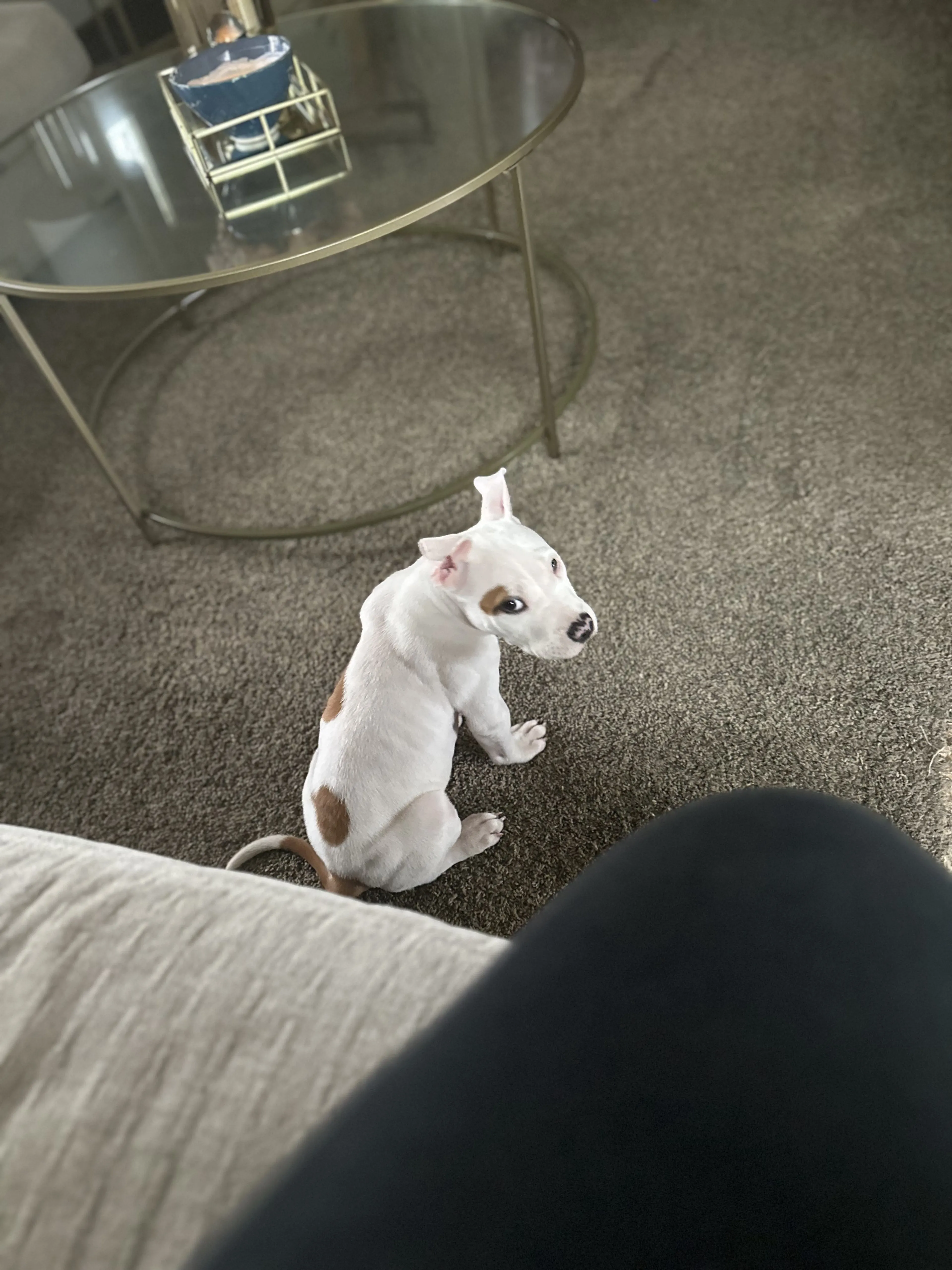 Lost pet