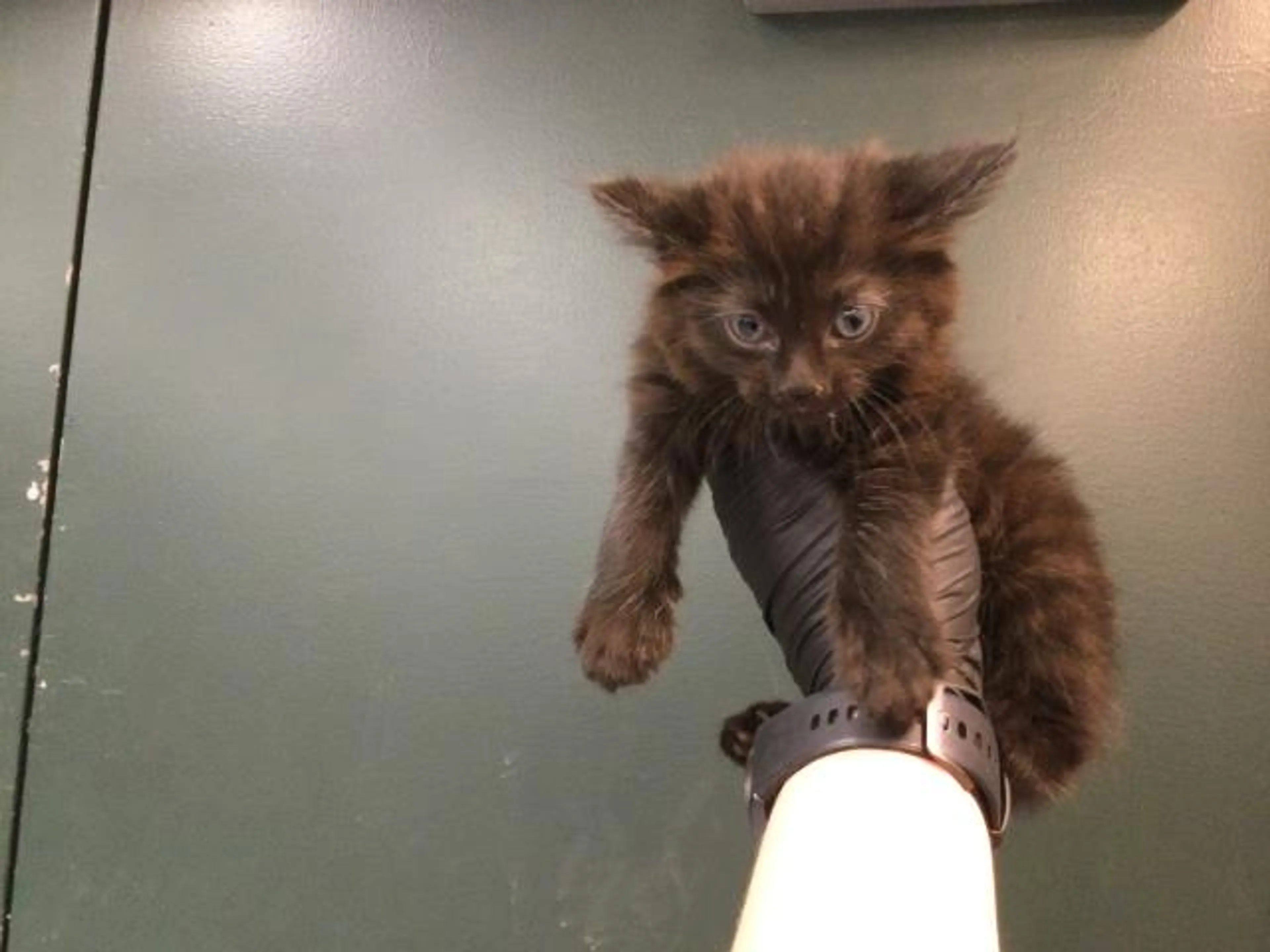 Found pet
