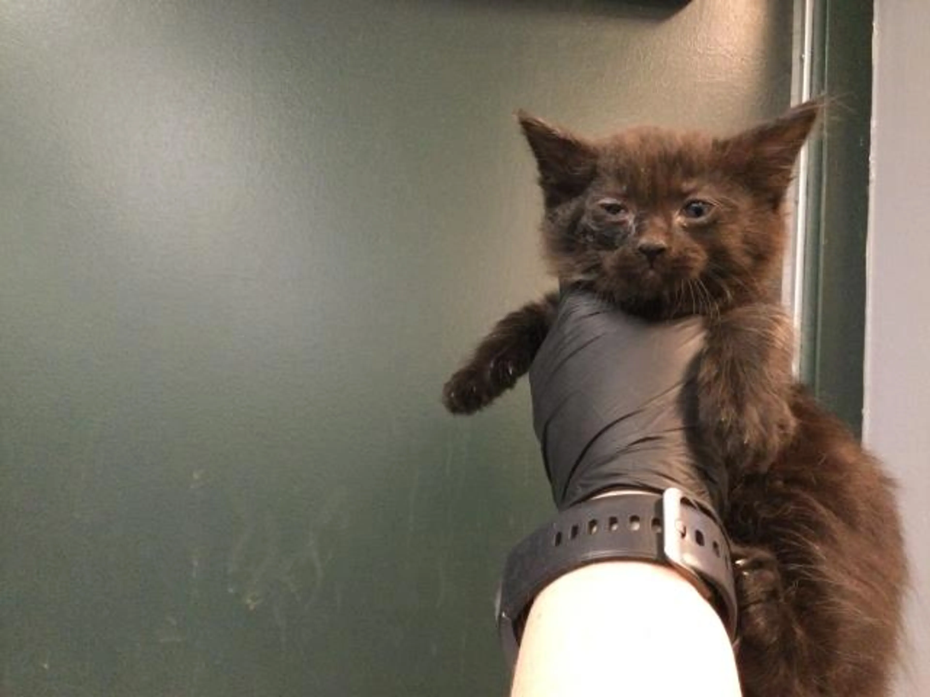 Found pet