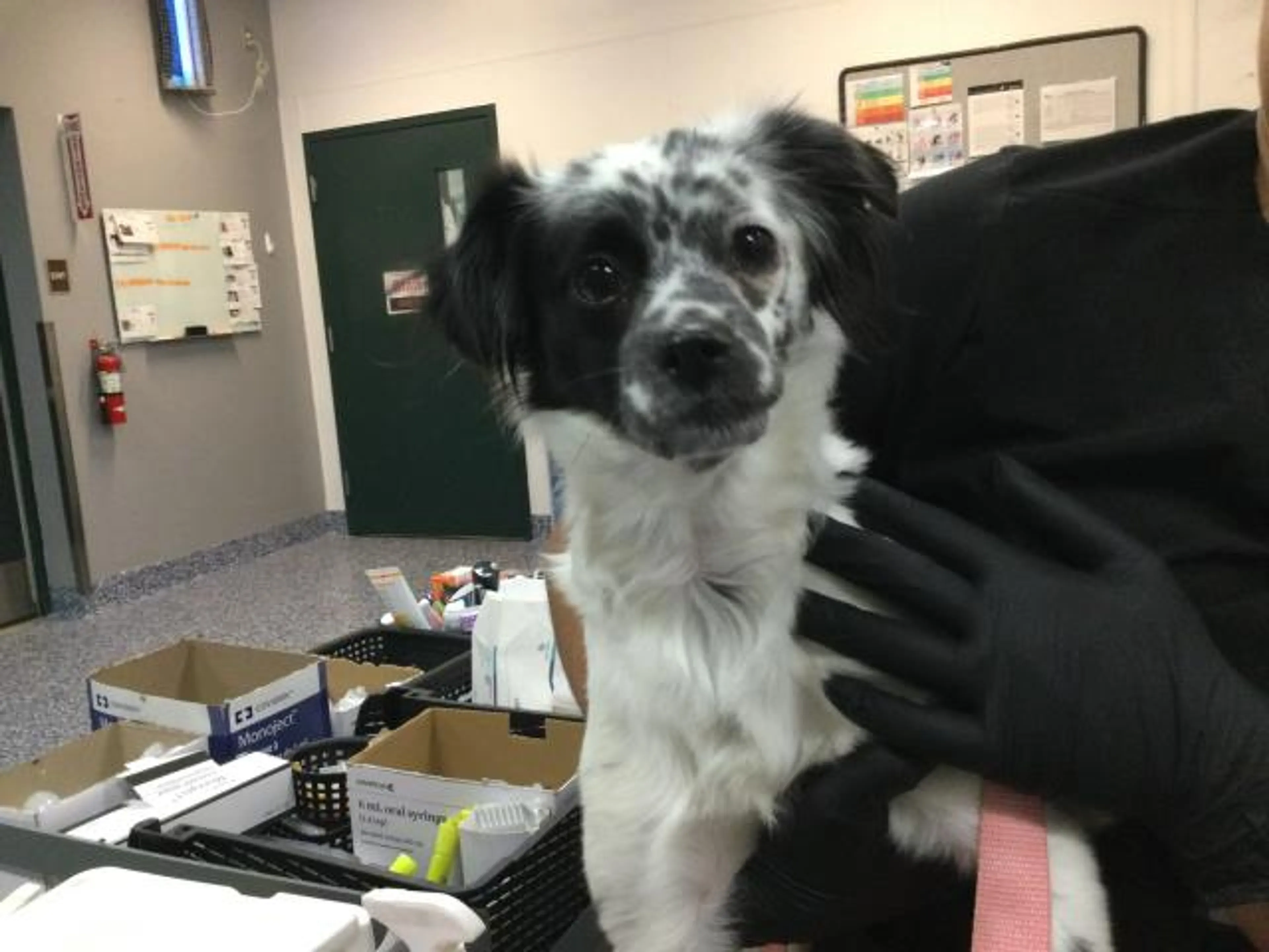 Found pet