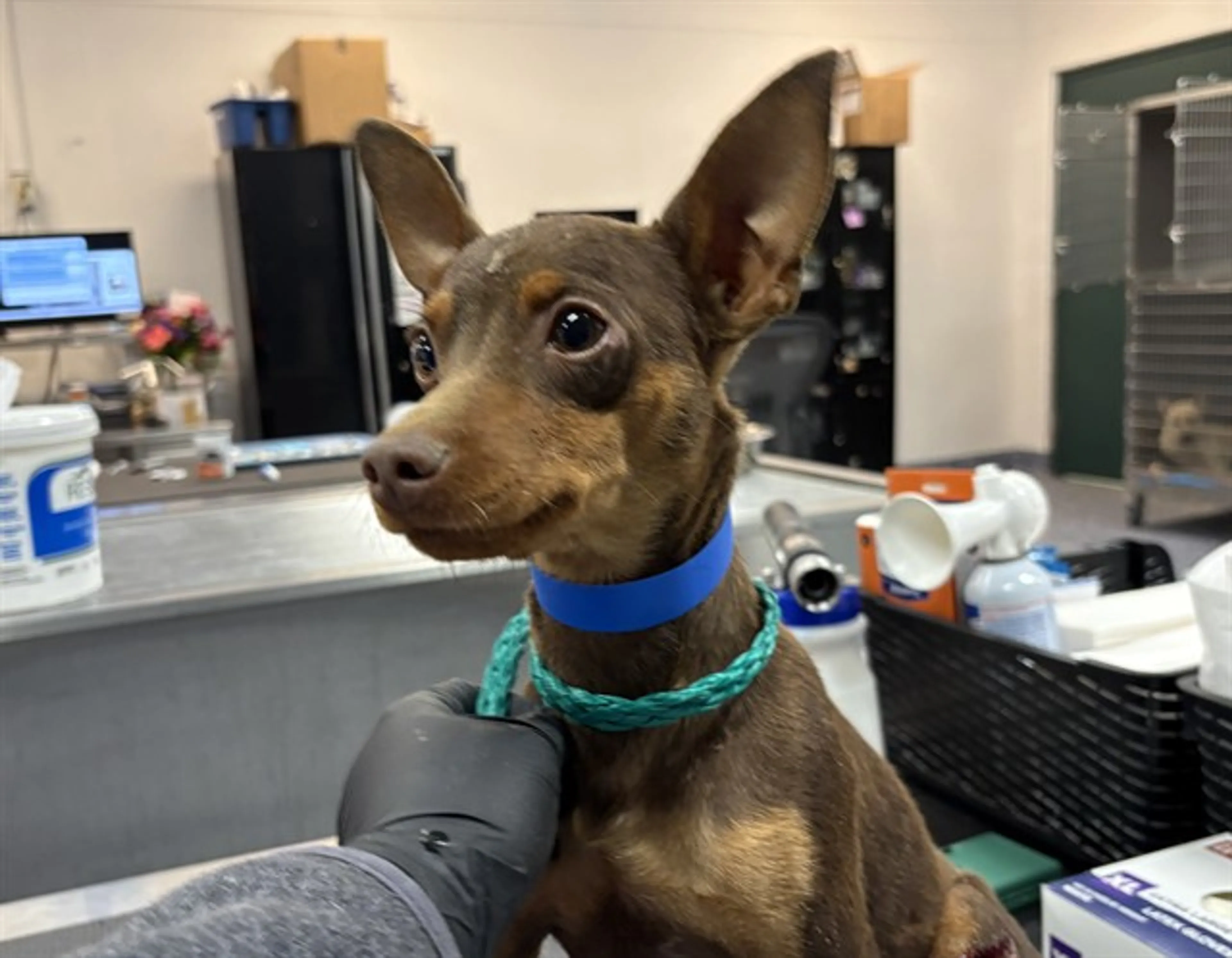 Found pet
