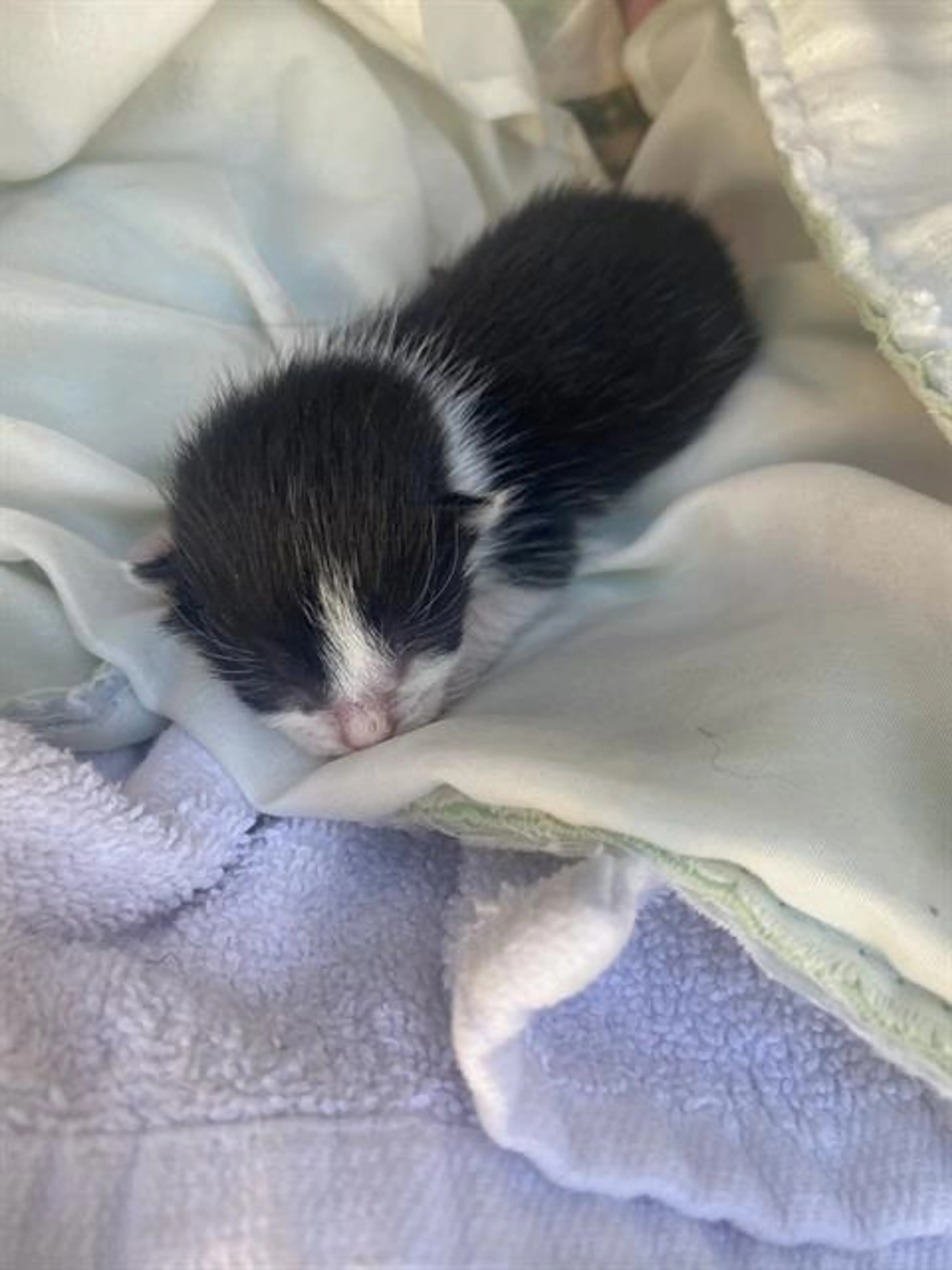 Found pet