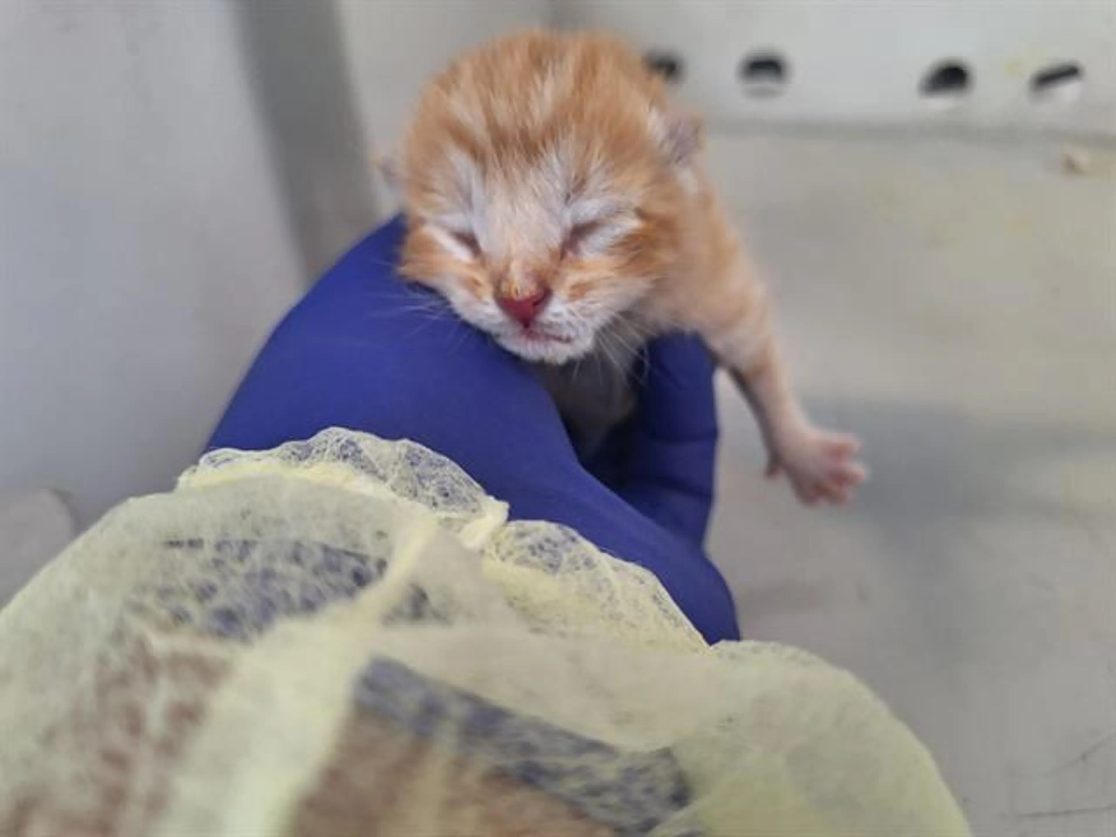 Found pet