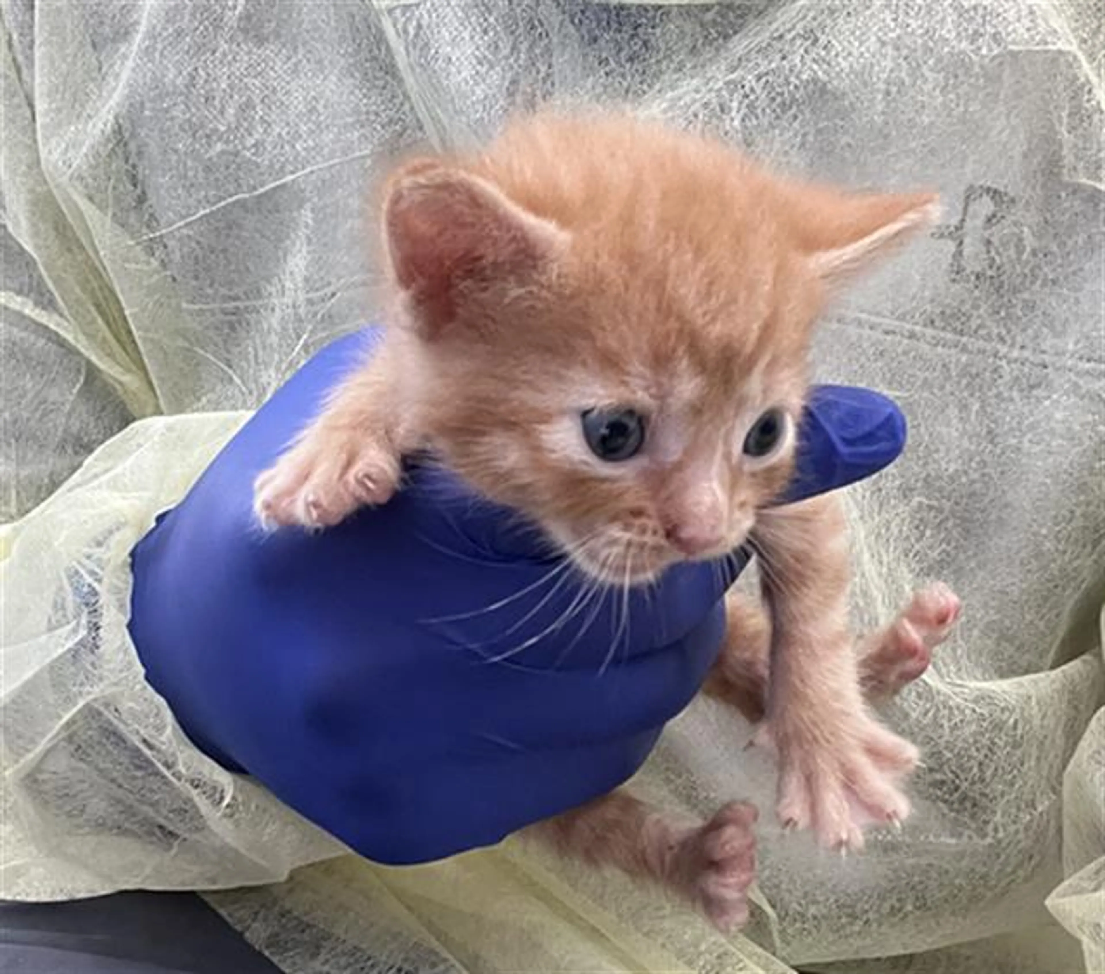 Found pet