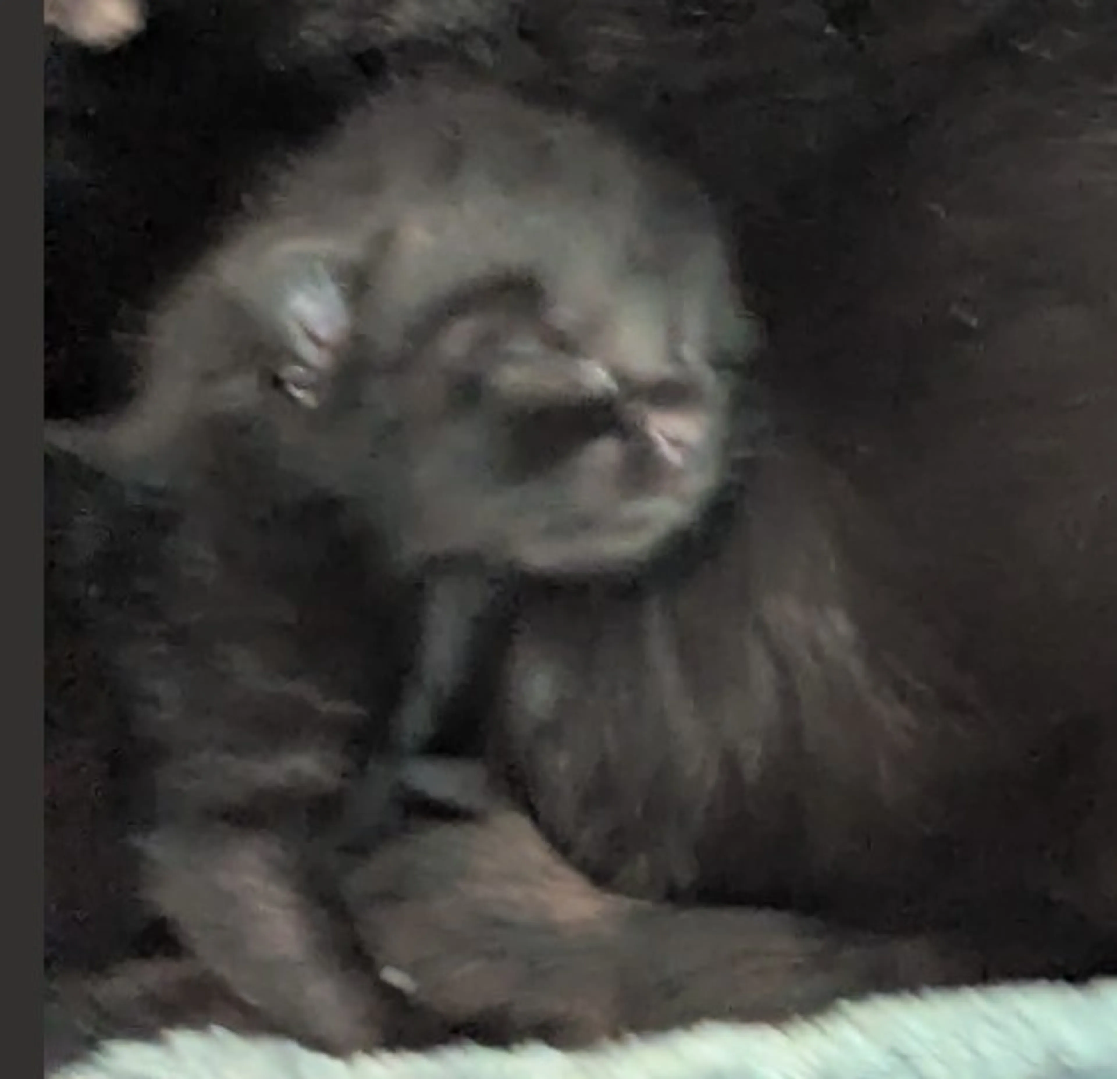 Found pet