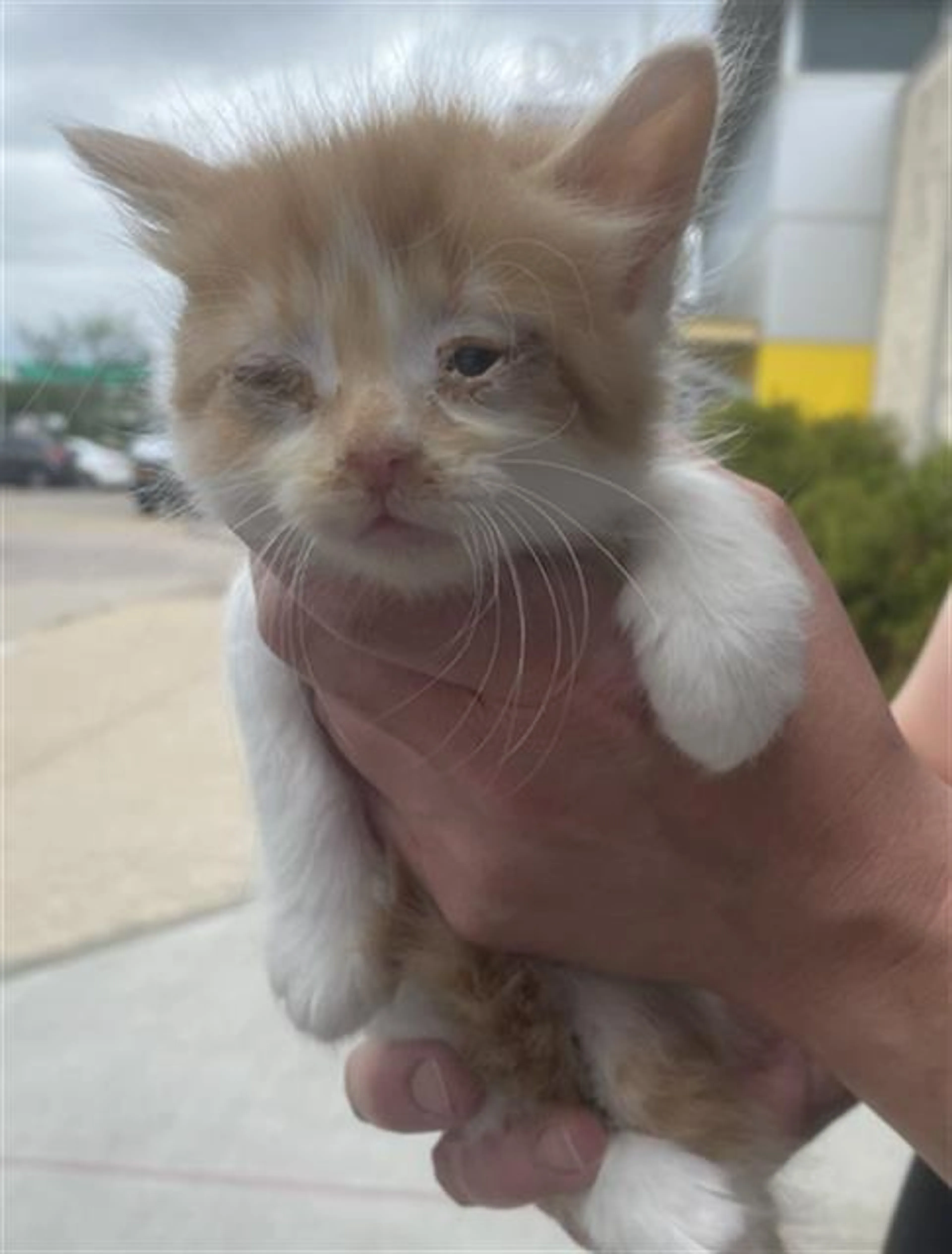 Found pet