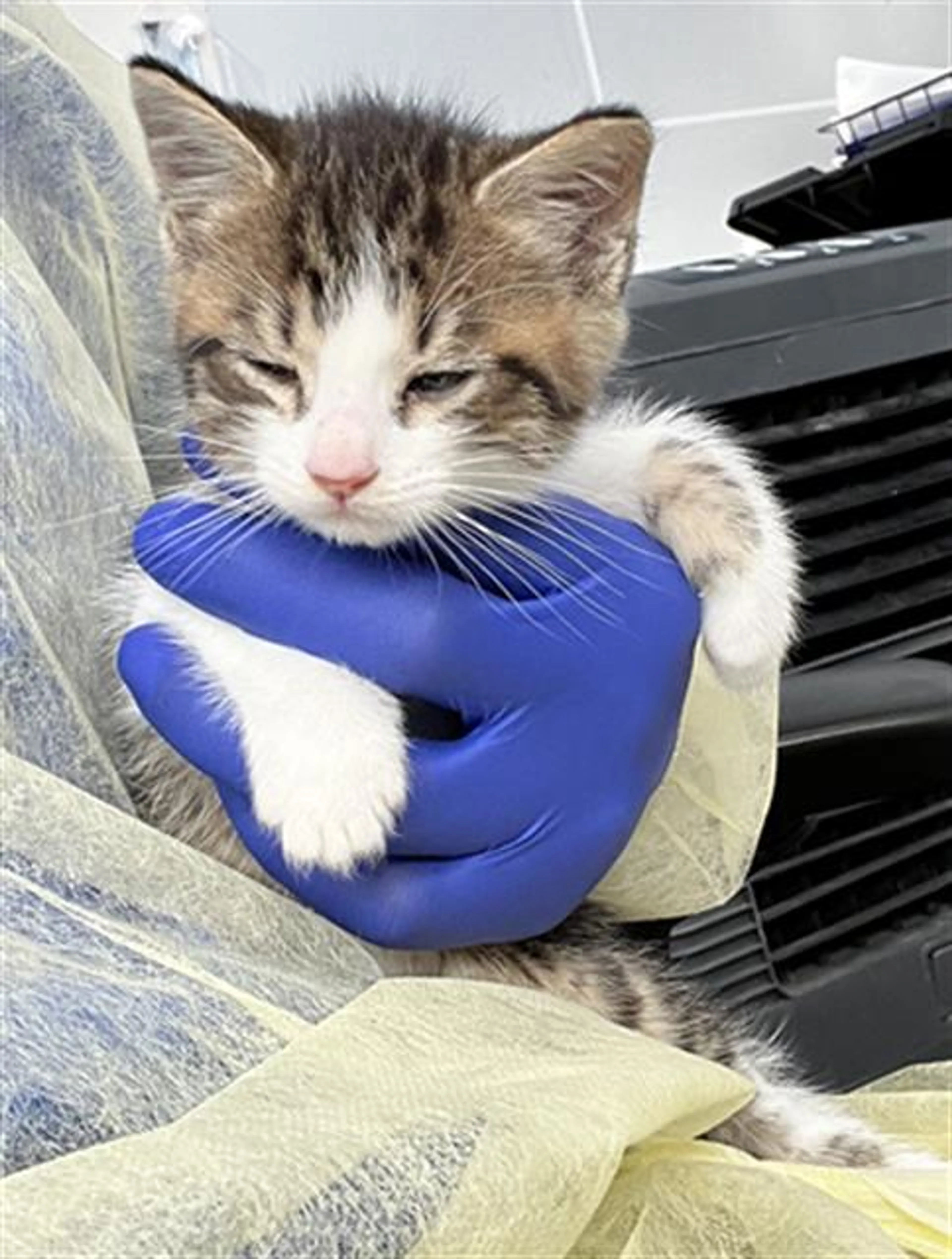 Found pet