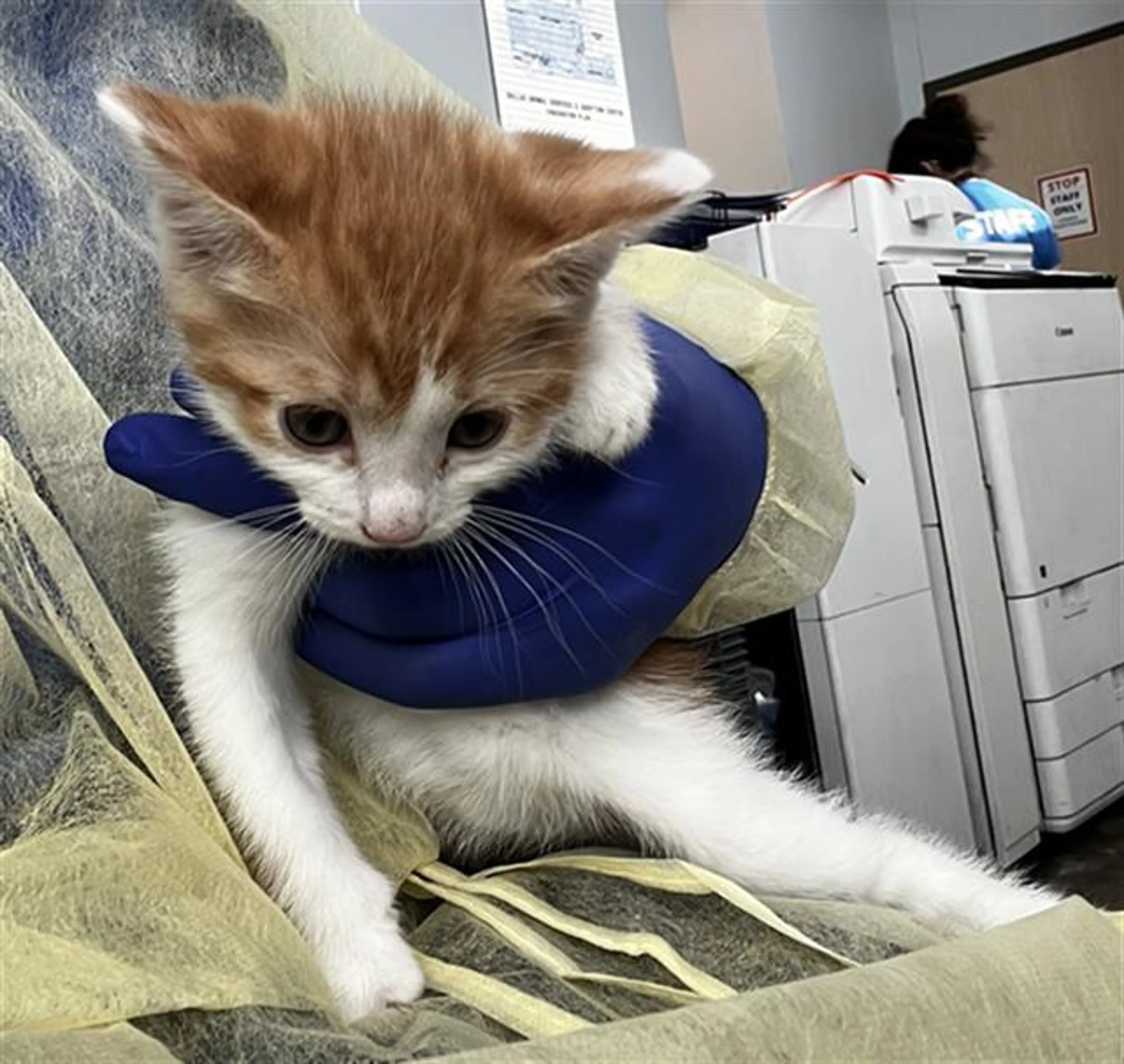 Found pet