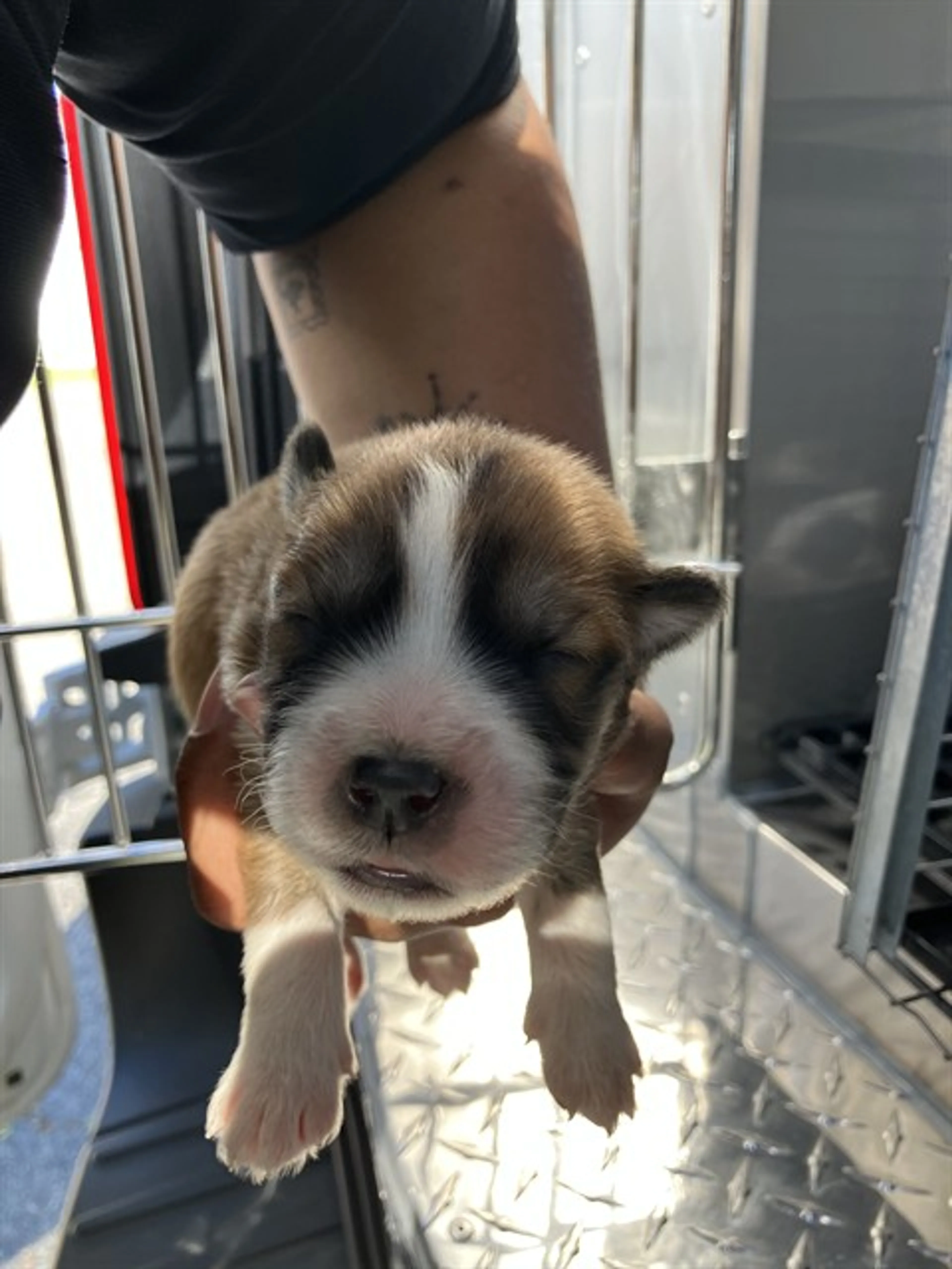 Found pet