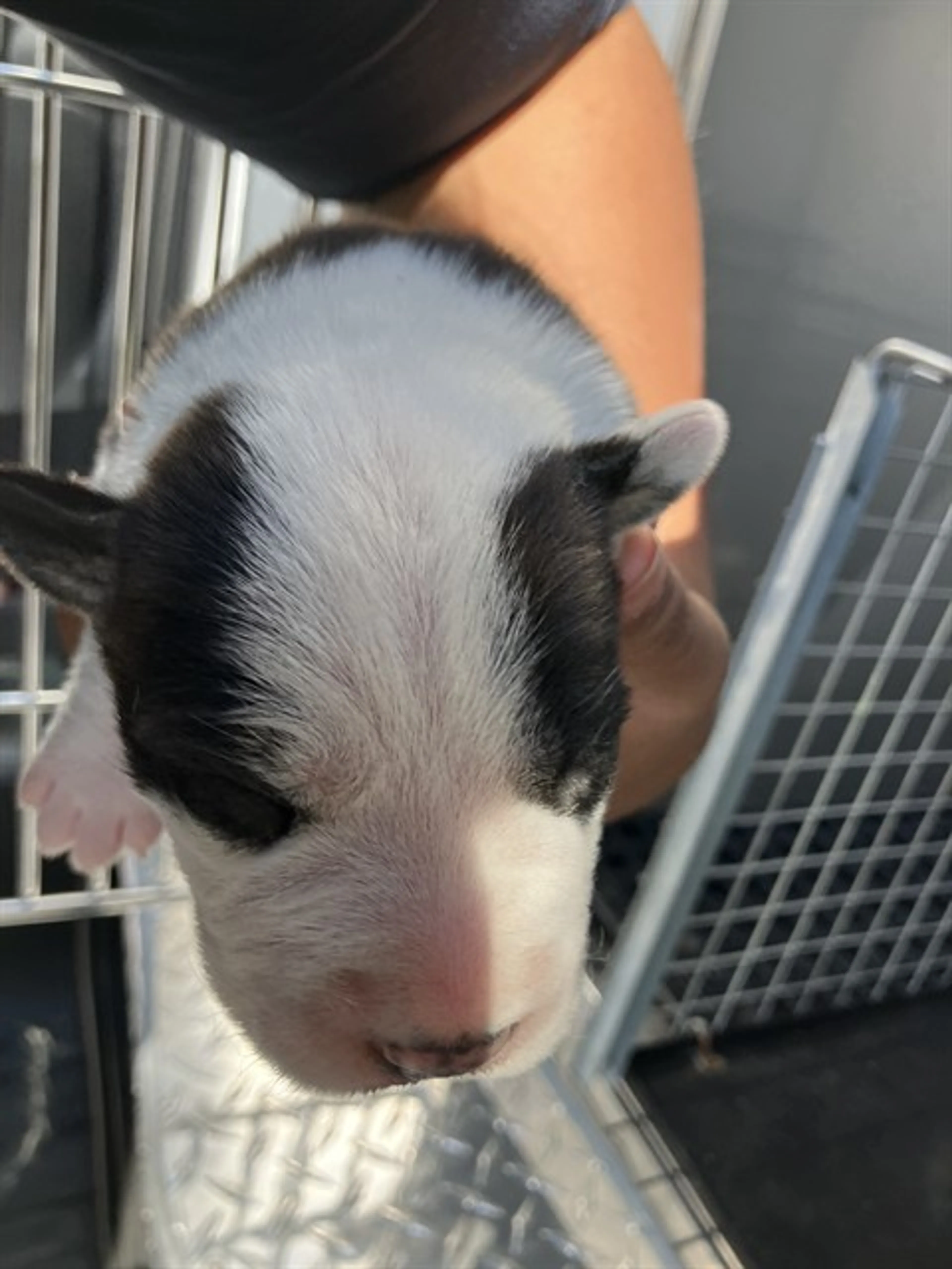 Found pet