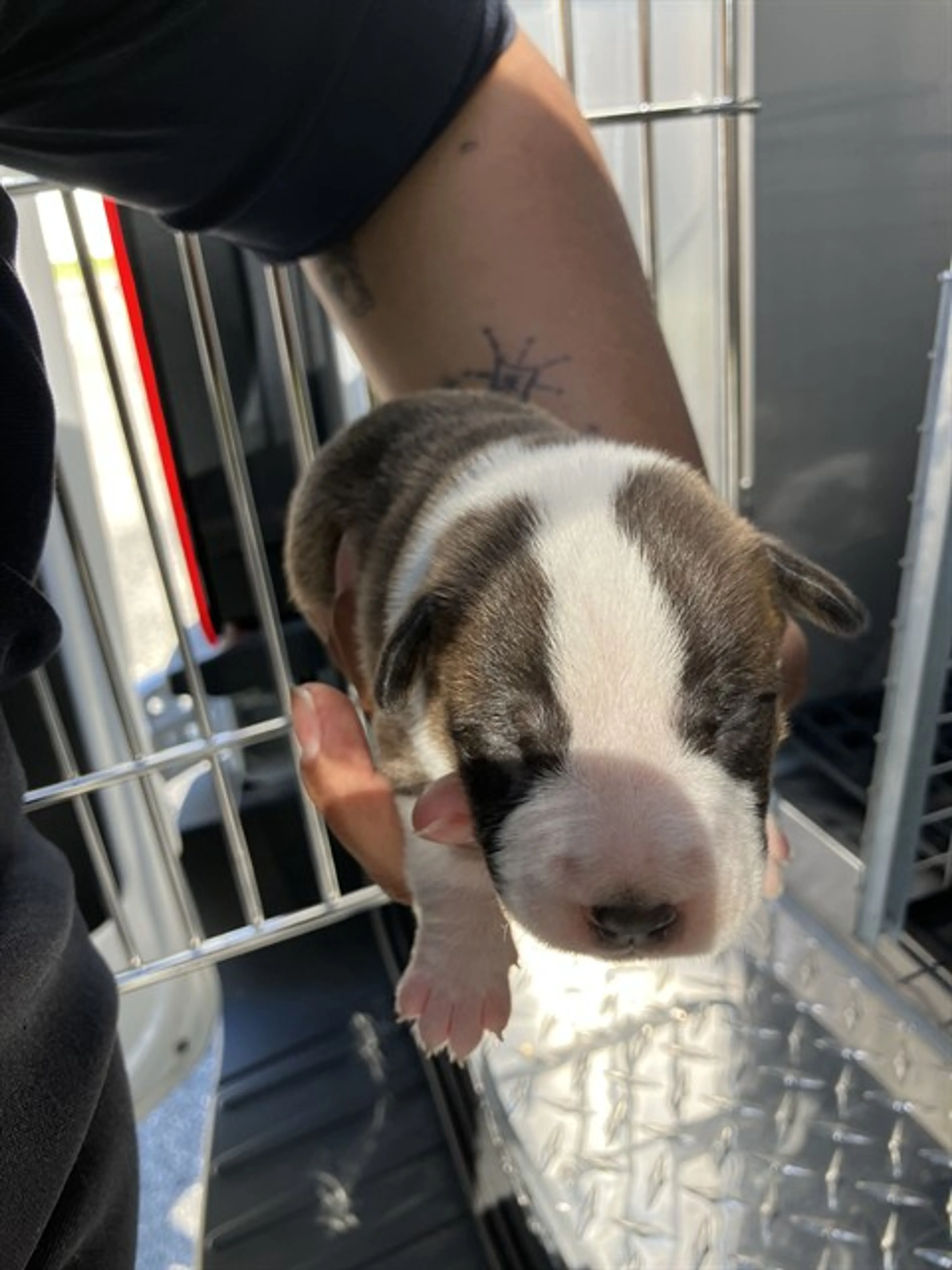 Found pet
