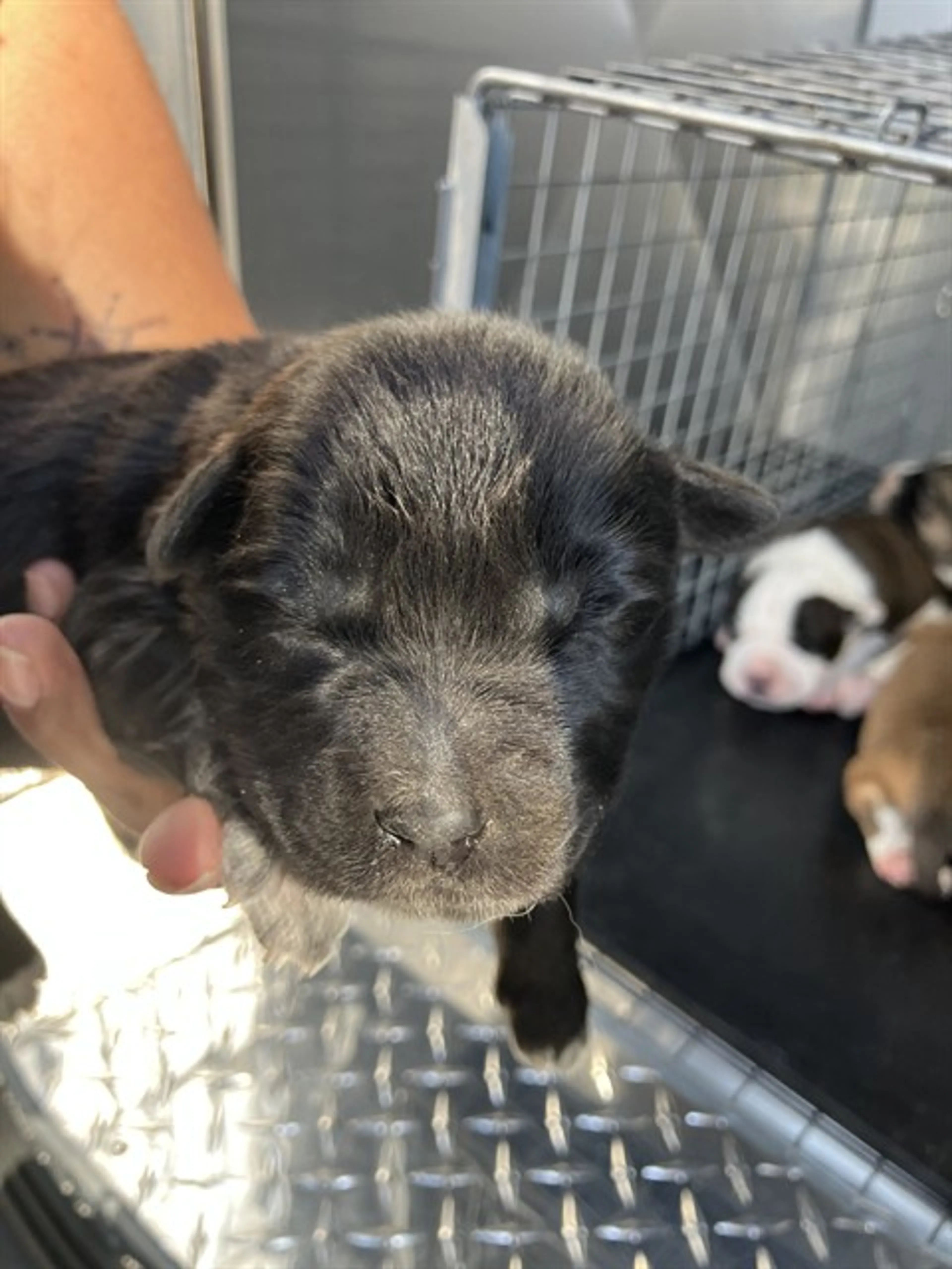 Found pet