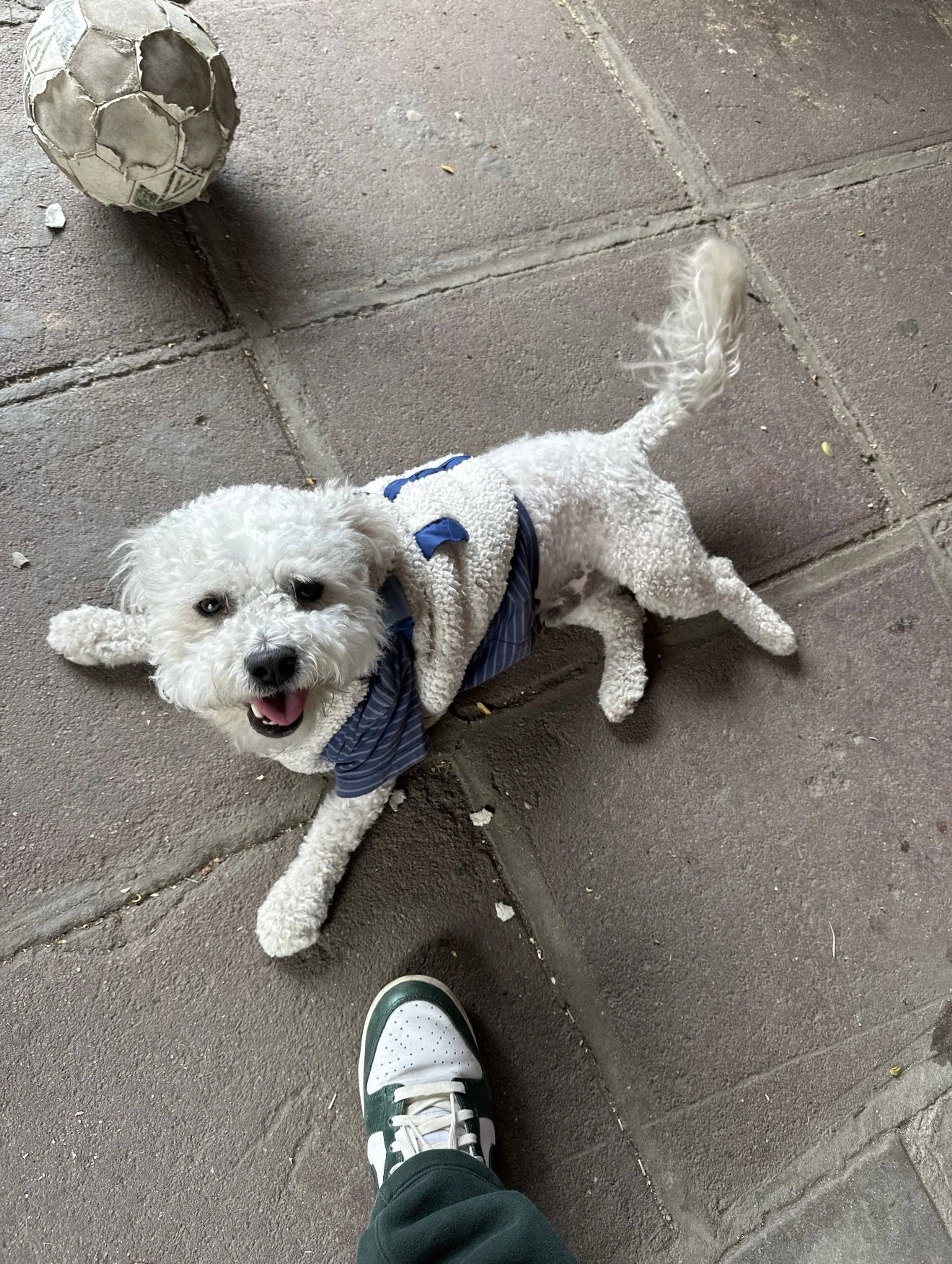 Lost pet