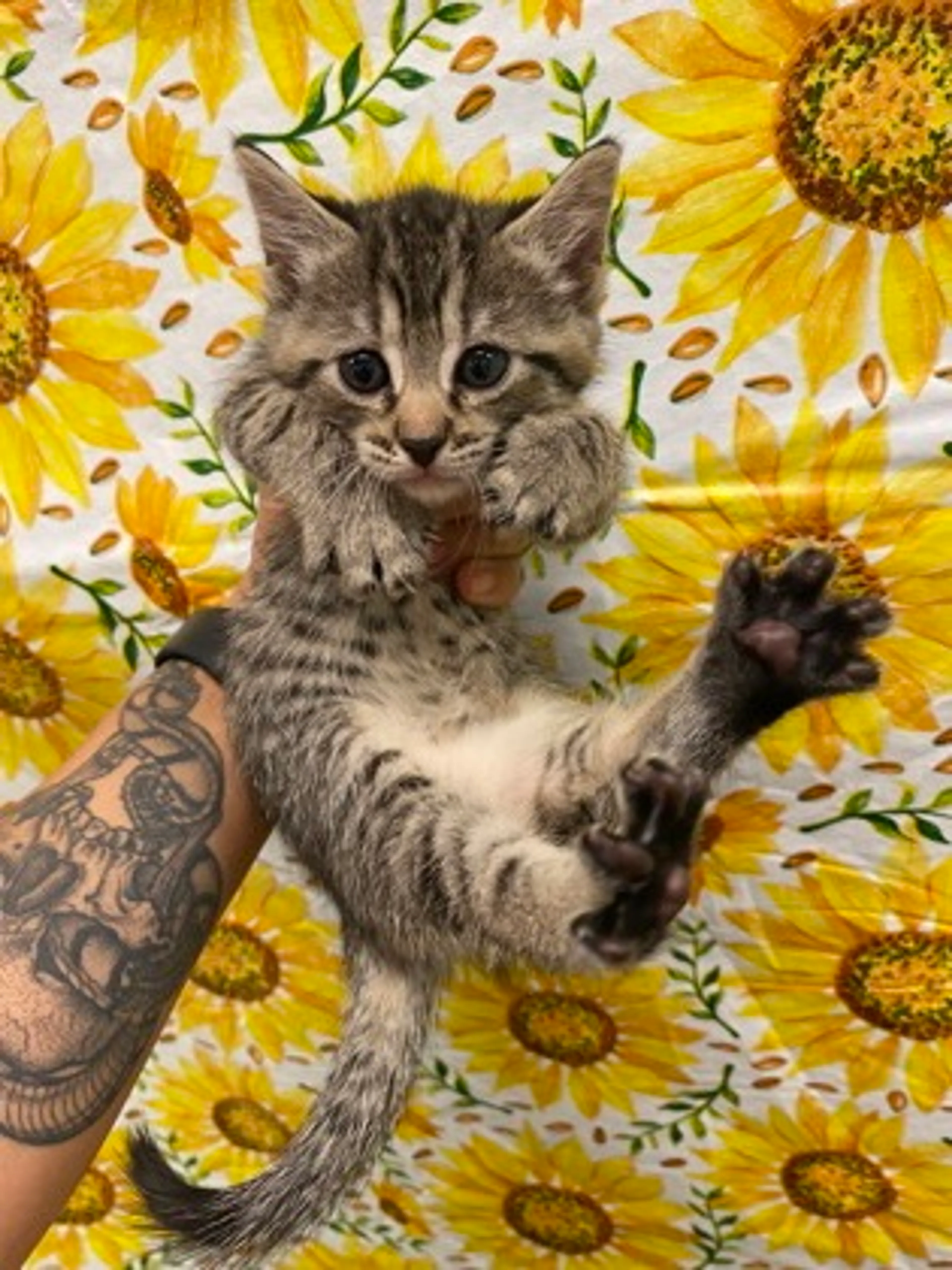 Found pet