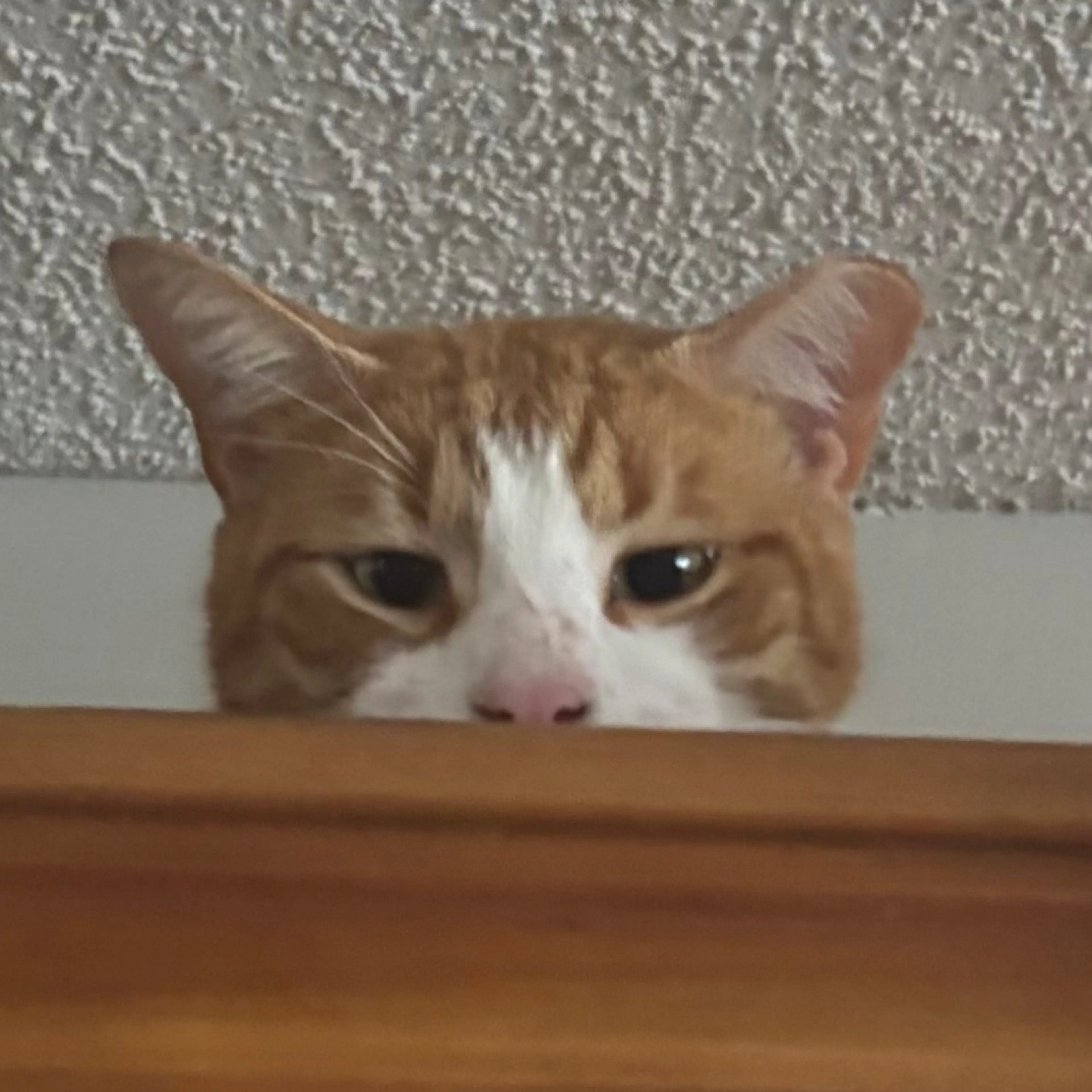 Lost pet-2