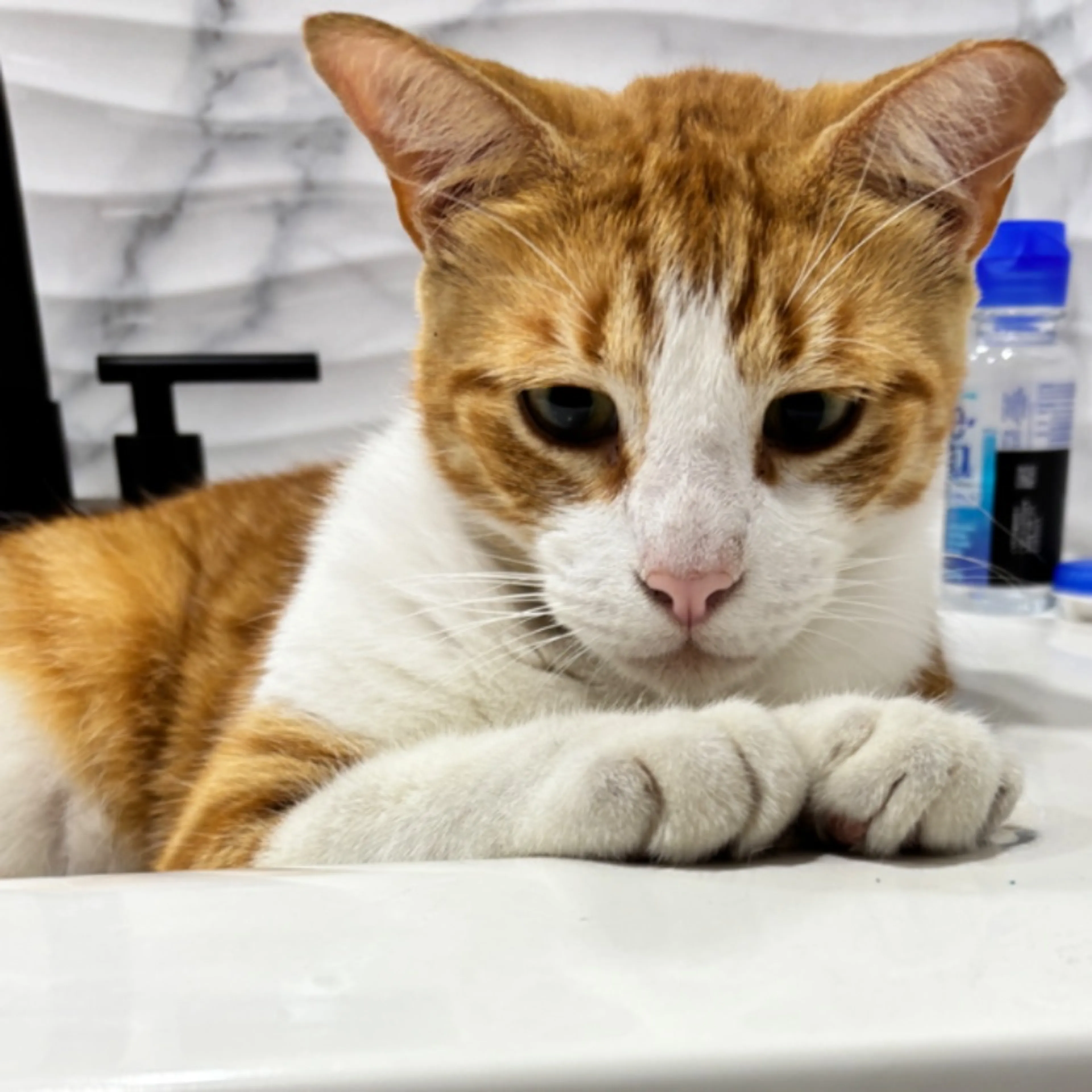 Lost pet-0