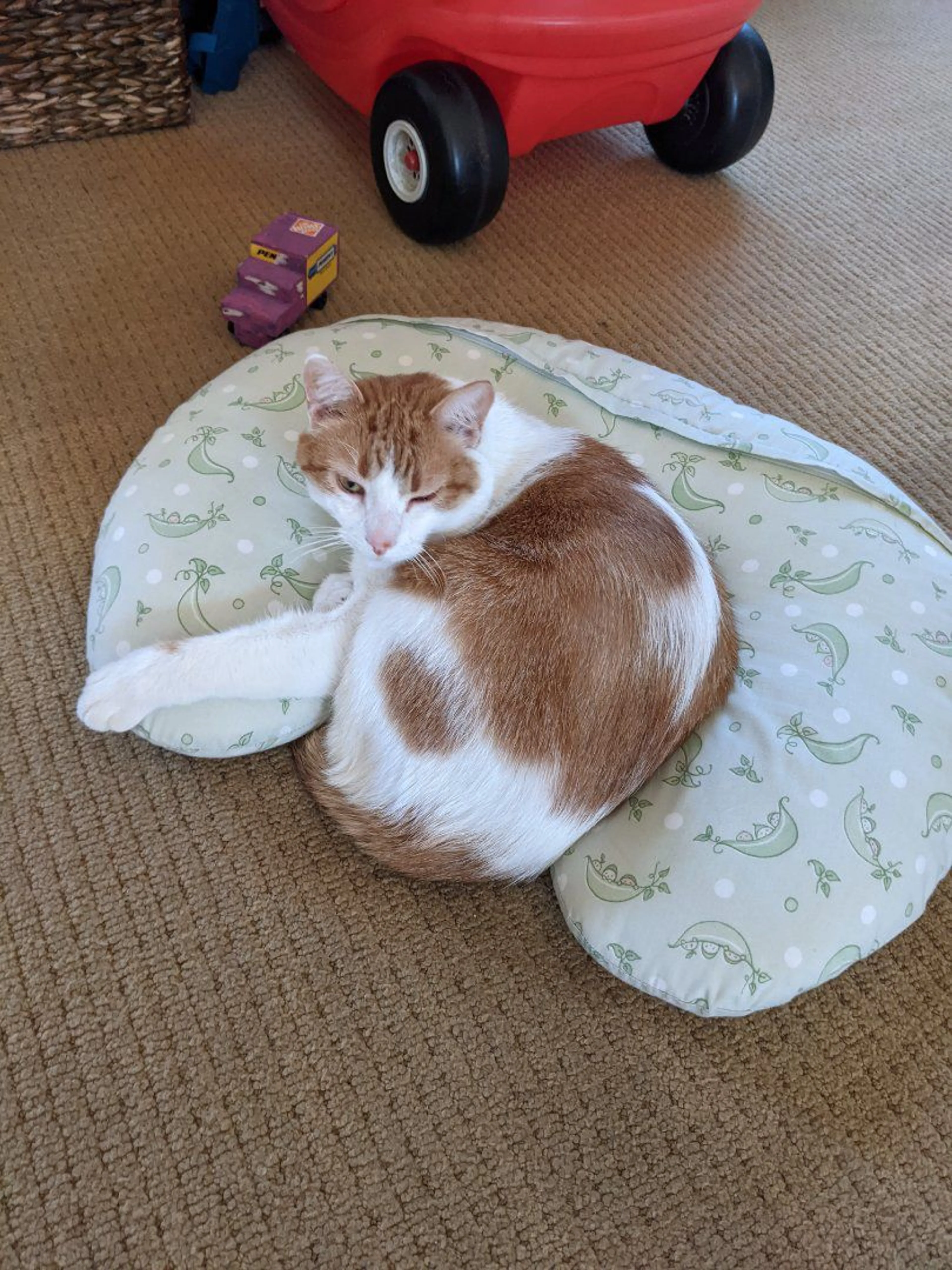 Lost pet-1