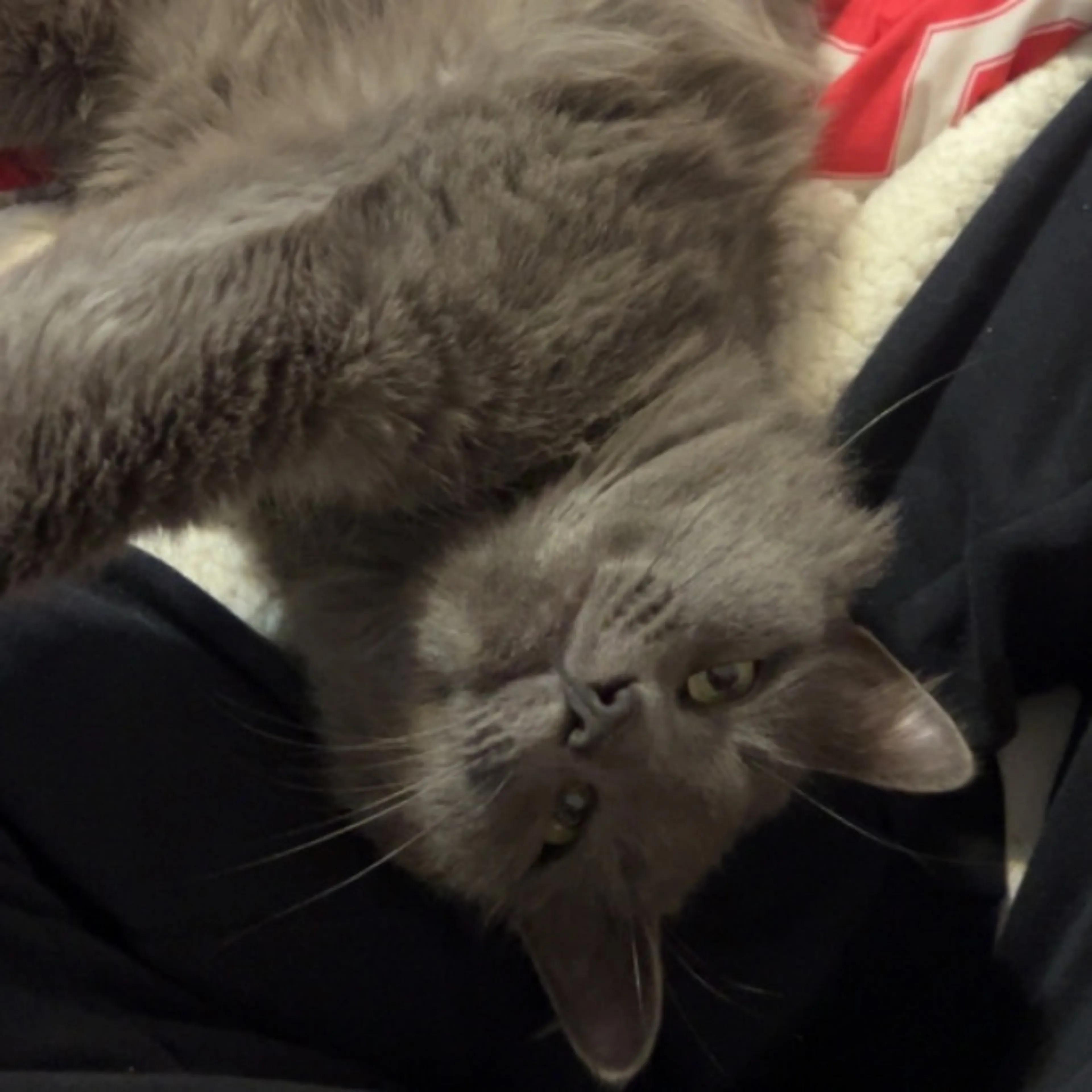 Lost pet