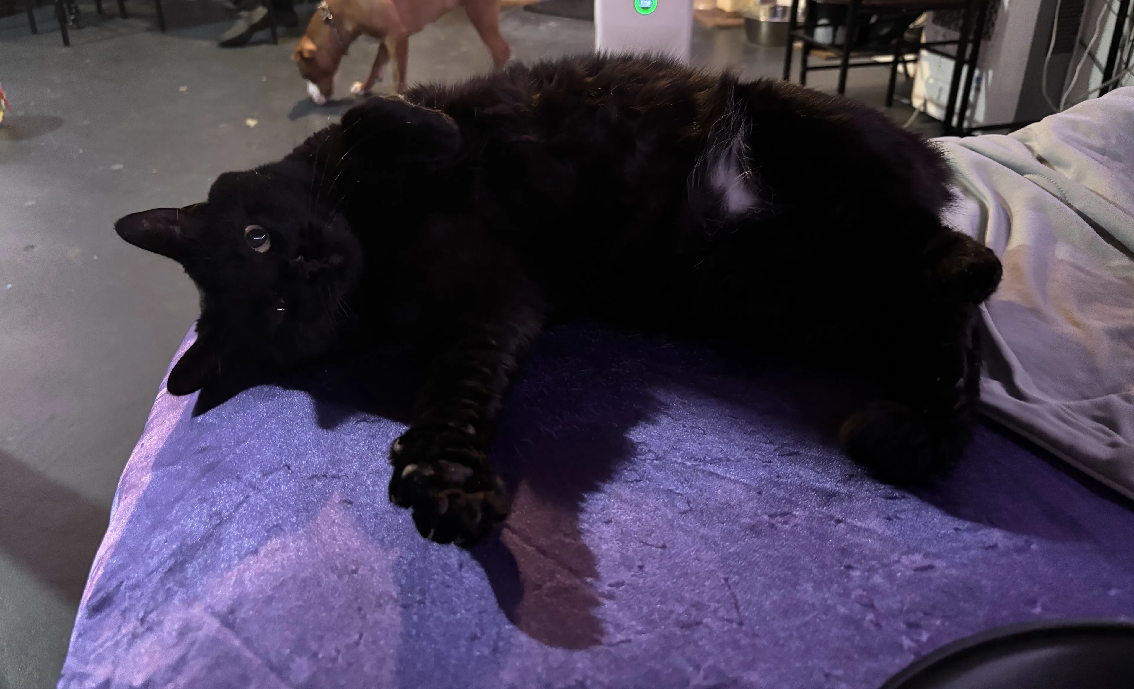 Lost pet-1