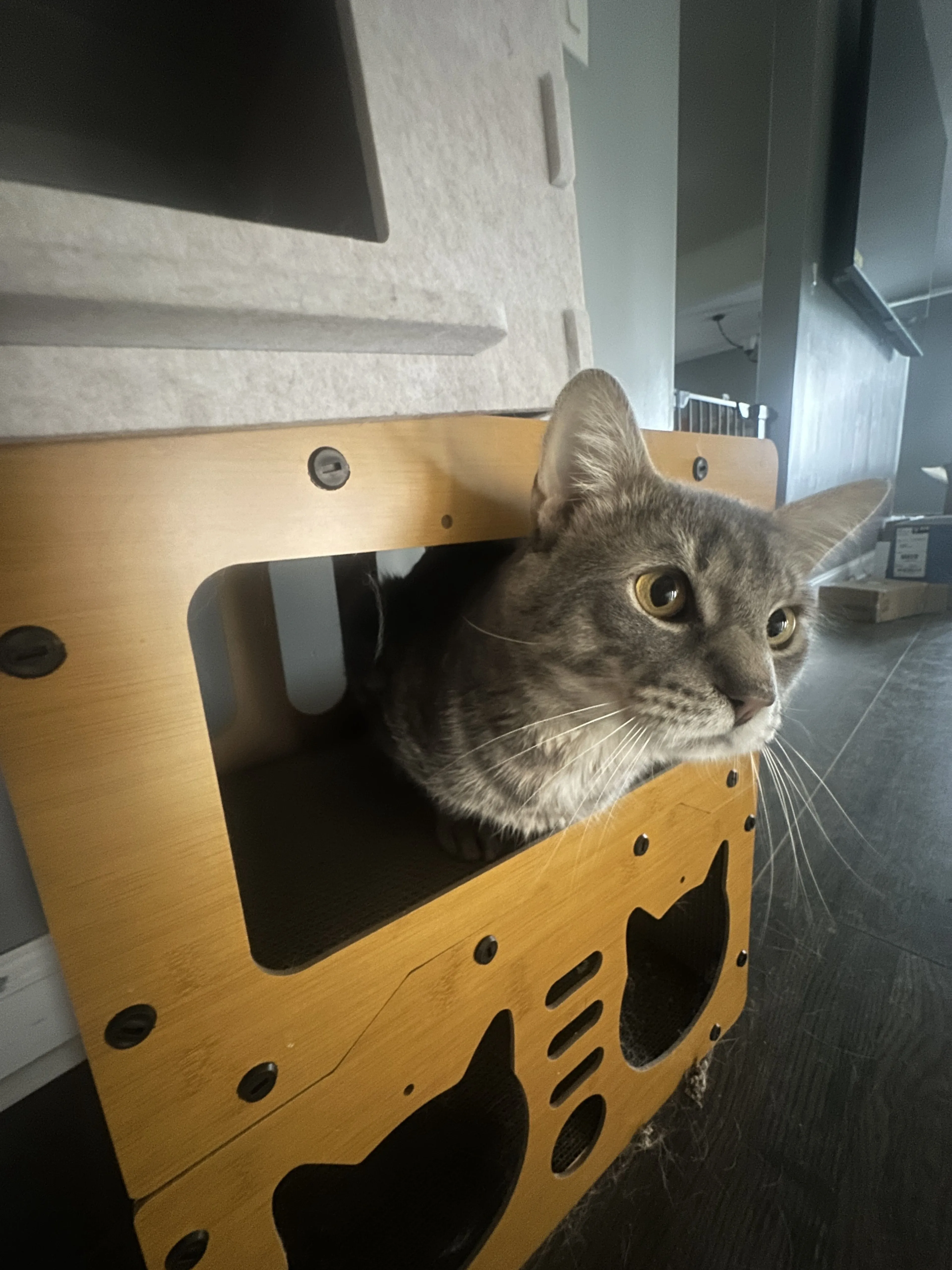 Lost pet-1
